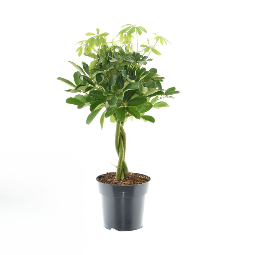 Image of Schefflera Compacta 'Nora' – Zimmerpflanze – Ø17cm – ↕60cm – Kompakte Strahlenaralie – Pflegeleicht & luftreinigend – Für Zuhause & Büro-0