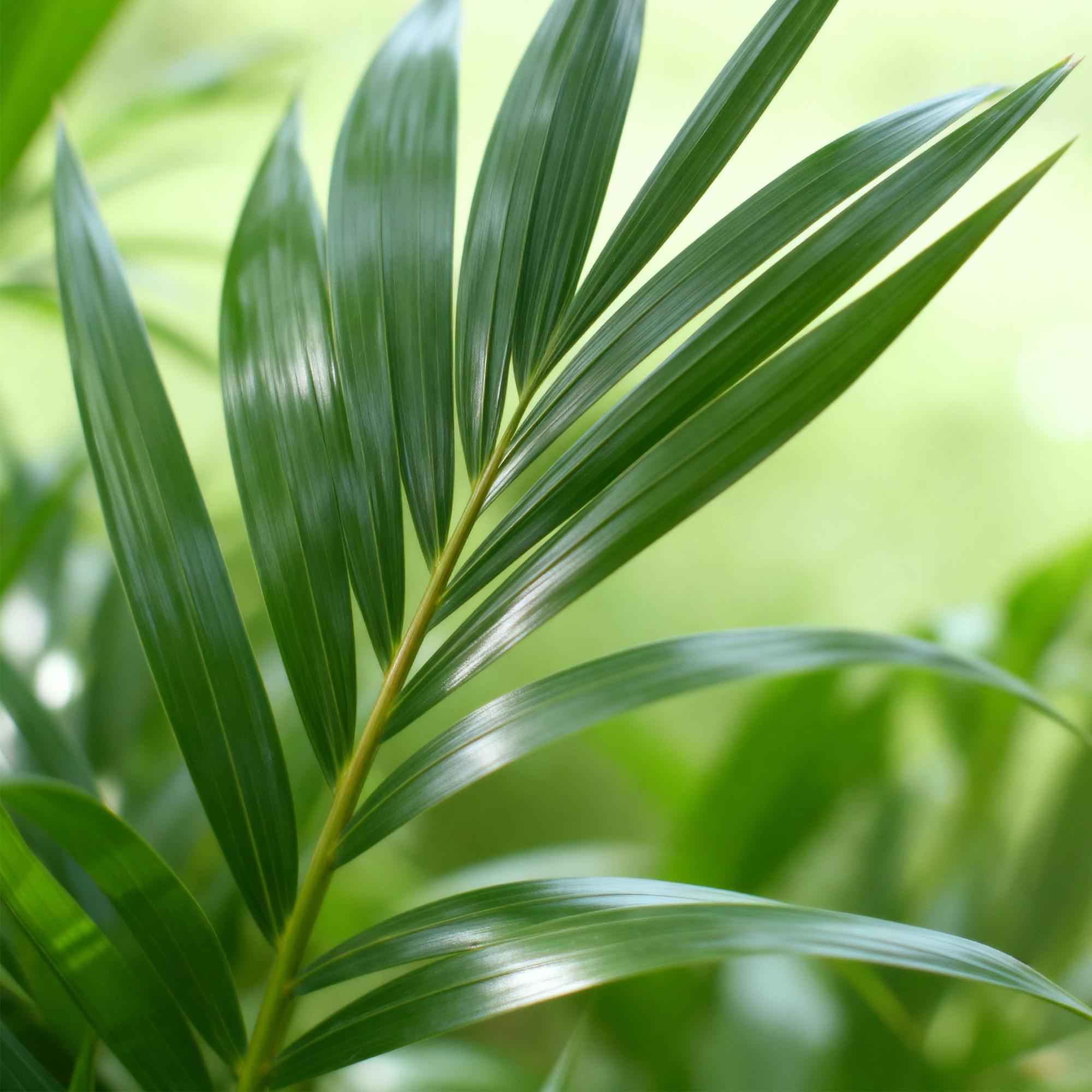 Image of Howea Forsteriana – Kentia – Palme – 80-85cm – 19cm – Pflegeleichte Zimmerpalme mit eleganten Wedeln-2