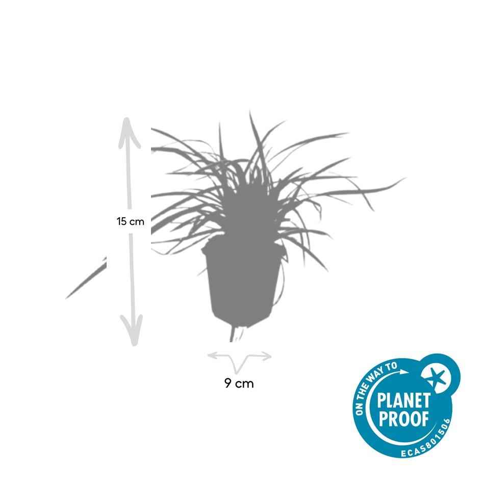 Image of Goldrand Segge Carex morrowii 'Aureovariegata' – ↕10-25cm – Ø9cm – 6 Pflanzen – Immergrünes Ziergras & Bodendecker – Winterhart & pflegeleicht-3