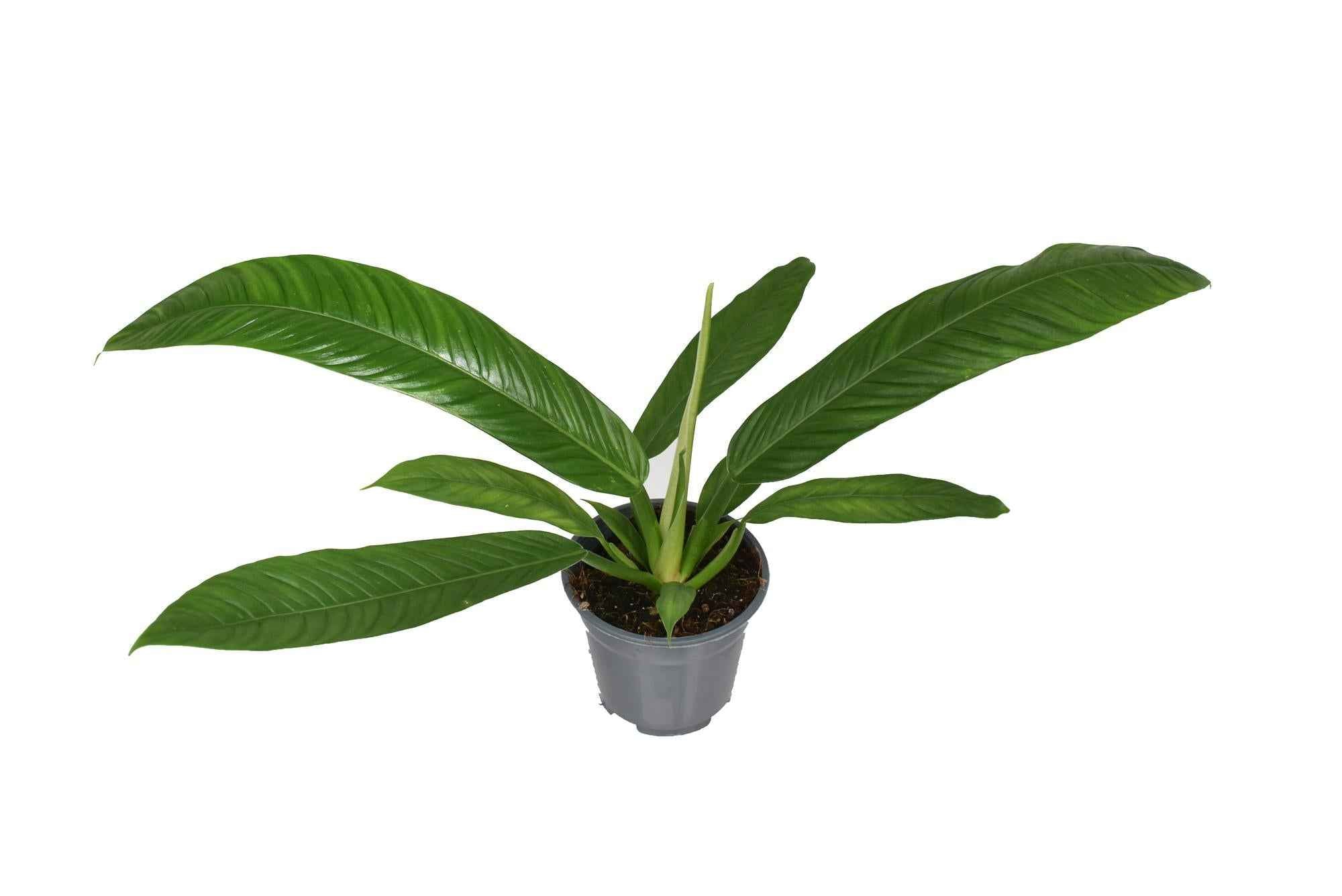 Image of Philodendron Campii – Zimmerpflanze – Ø14cm – ↕40cm – Exotische Blattschmuckpflanze mit schlankem Wuchs – Pflegeleicht & luftreinigend-0