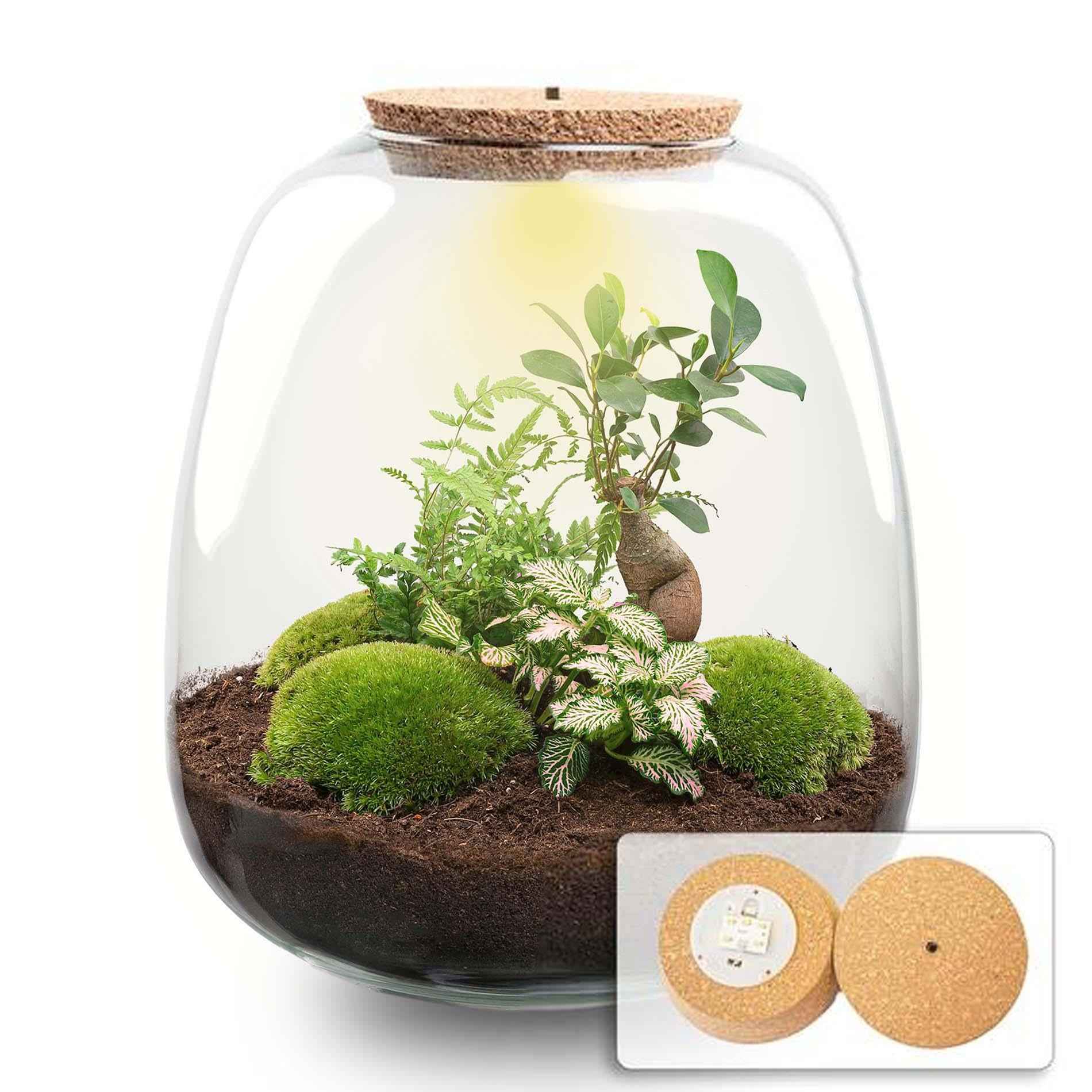 Image of Flaschengarten Emma – Bausatz mit LED – Korkdeckel – Ø23cm ↕25cm – DIY Pflanzenterrarium mit Ficus Bonsai, Farn & Fittonia Pink – Ökosystem aus Glas