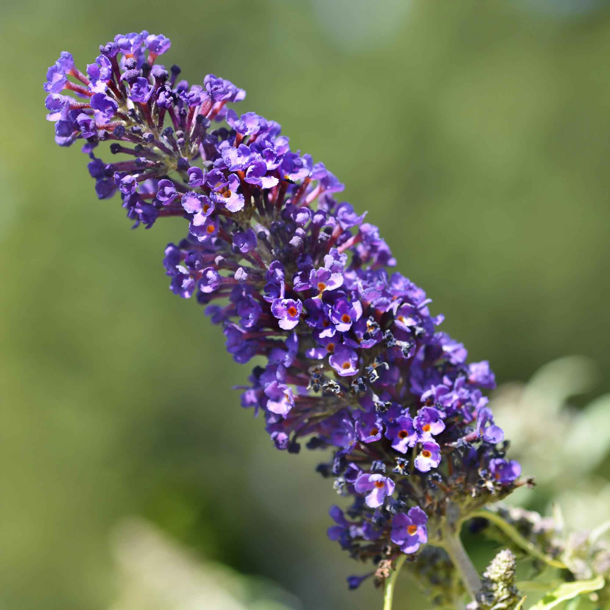 Image of Schmetterlingsstrauch Buddleja davidii Purple Emperor – Blüte Lila – Schmetterlingsanziehend – 17cm Höhe 25cm – Pflegeleicht & Sonnentolerant-0