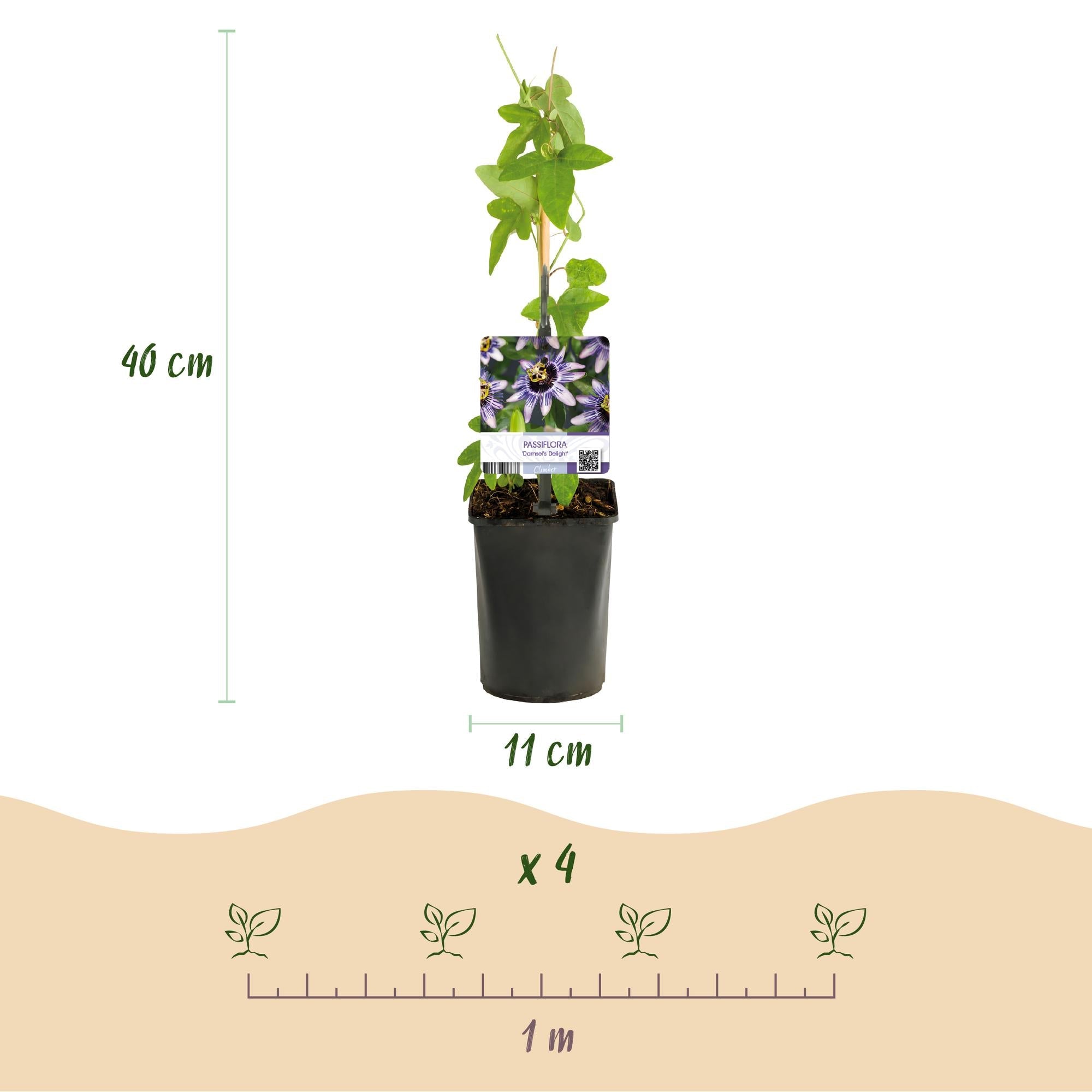 Image of Passionsblume Passiflora Rainbow – 4 Pflanzen 11cm – ca. 40cm hoch – Exotische Kletterpflanze mit rosa, weißen & lila Blüten-3