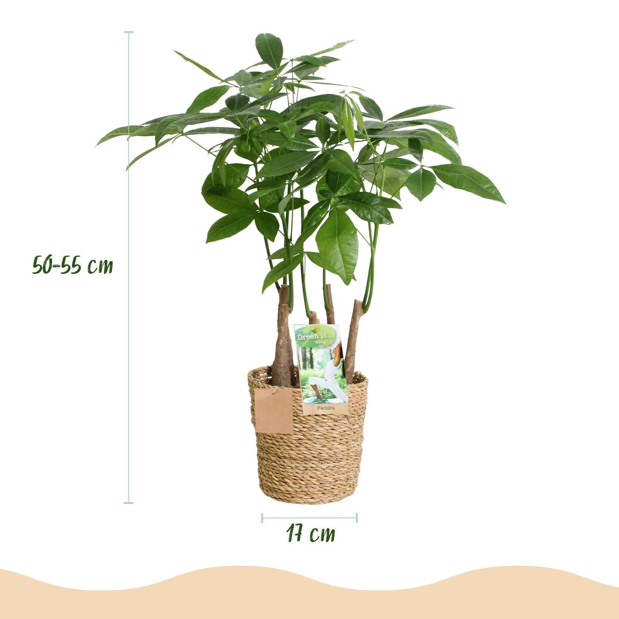 Image of Pachira Aquatica Mehrstamm – 50-55cm – 17cm inkl. Naturkorb – Pflegeleichter Geldbaum-2