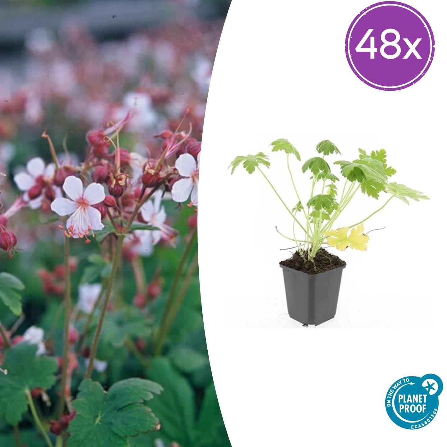 Image of Geranium macrorrhizum 'Spessart' – Bodendecker – 48 Pflanzen – Ø9cm – ↕10-25cm – Weißblühend & winterhart – Für Sonne & Schatten – pflegeleicht-2