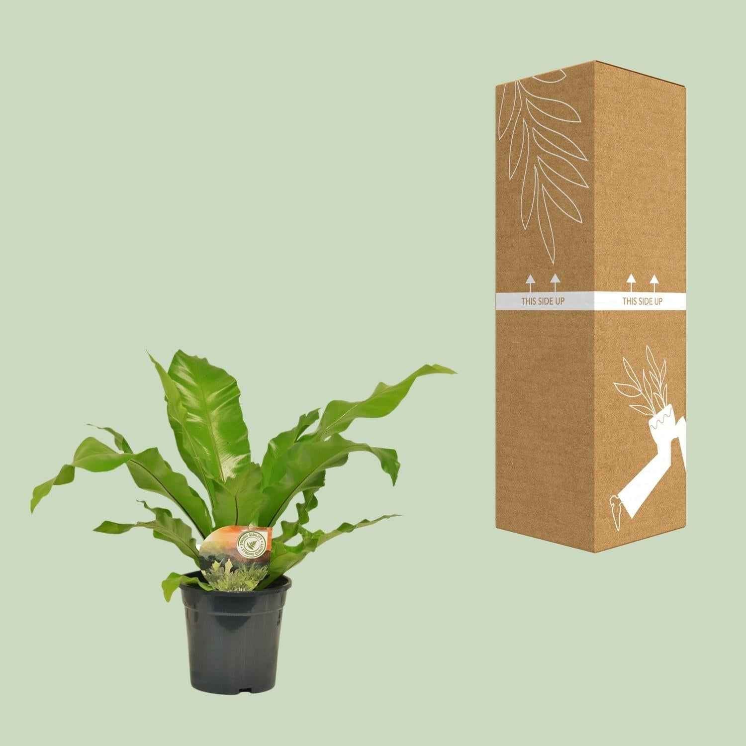 Image of Nestfarn Asplenium Nidus – Ø17cm – Höhe 60cm – Pflegeleichte Zimmerpflanze mit dekorativen Farnwedeln