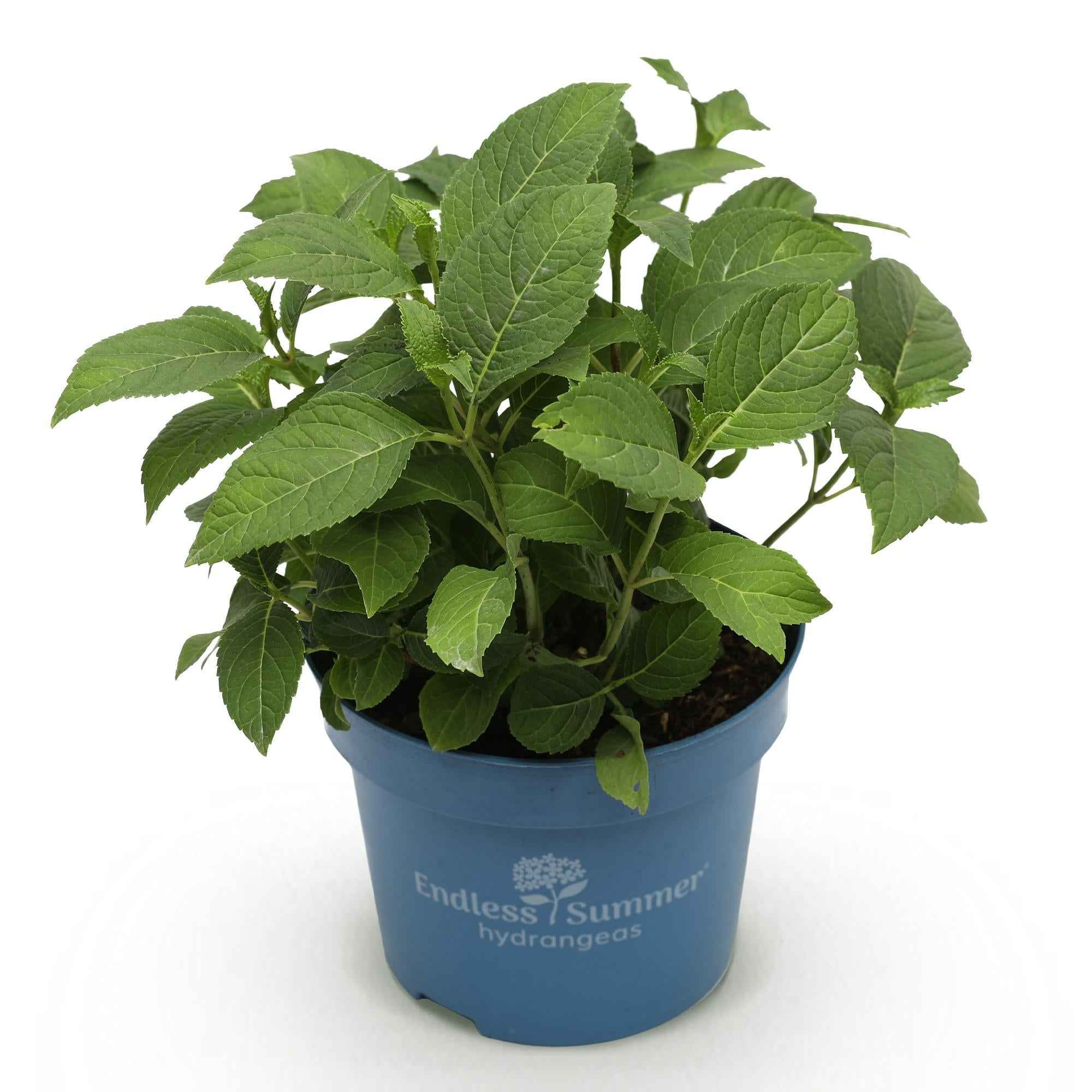 Image of Hortensie Hydrangea Endless Summer The Original Blue winterhart blau 20-25cm 14cm für Garten Balkon Terrasse Beet blühender Zierstrauch pflegeleicht-1