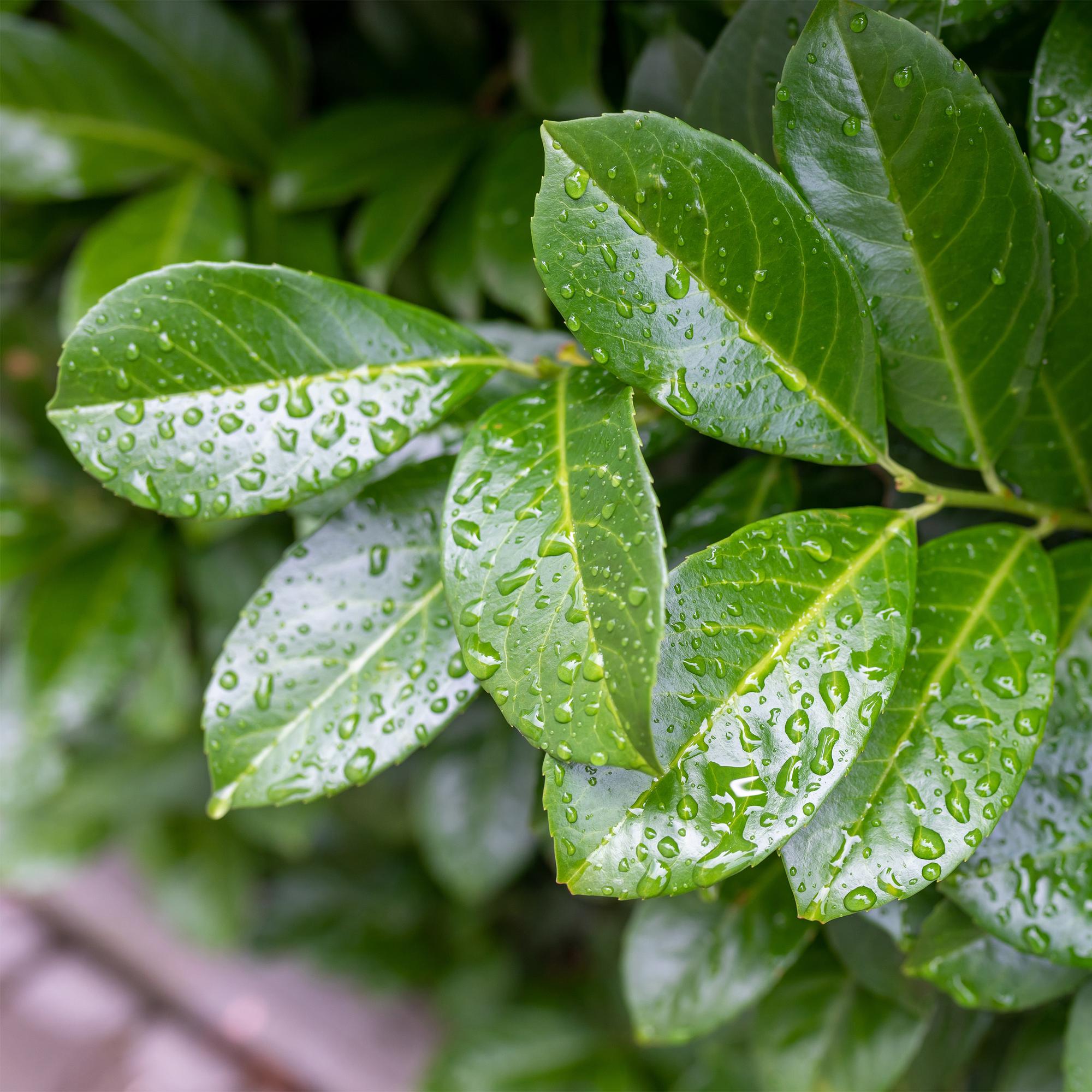Image of Kirschlorbeer – Prunus laurocerasus Etna – Stamm – Pflanze – Immergrün – Höhe ca. 90cm – Topf Ø19cm – Pflegeleicht – Für Terrasse, Balkon & Garten-3