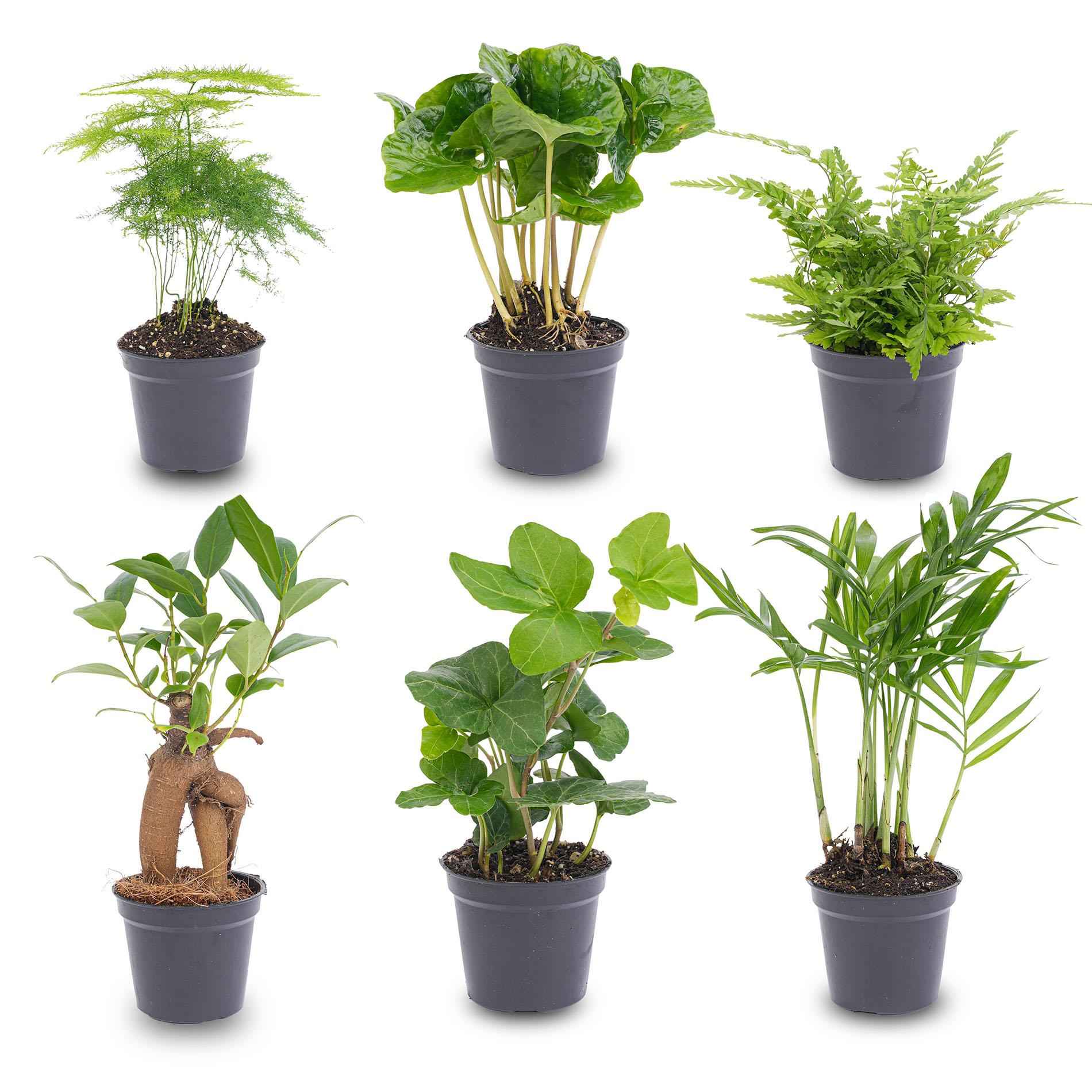 Image of Pflanzenset Grün – 6 Zimmerpflanzen Ø6cm – Mix aus Asparagus, Coffea Arabica, Farn, Ficus Ginseng, Efeu & Bergpalme-0