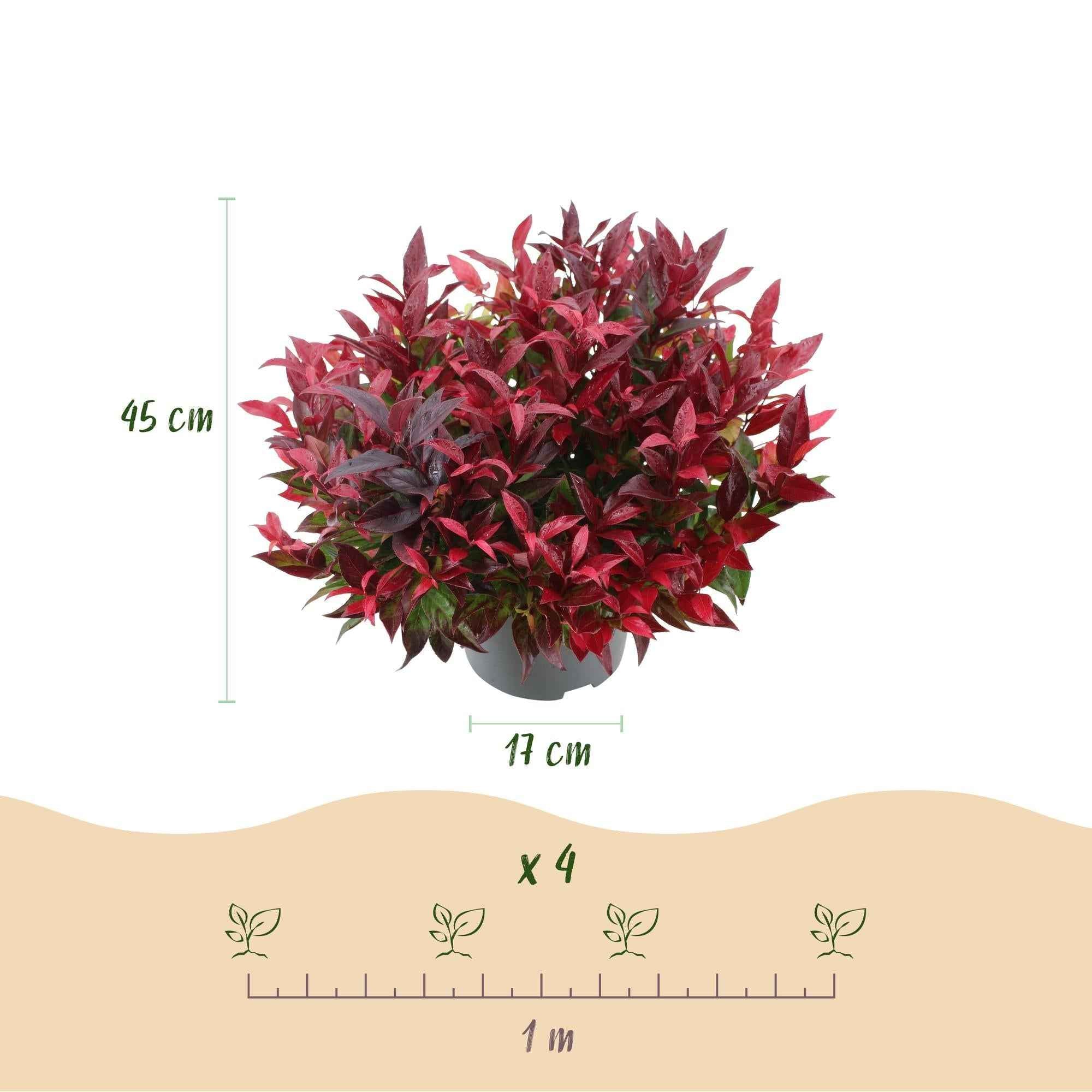 Image of Traubenheide Leucothoe Zeblid – 17cm Höhe ca.45cm – Immergrün & farbintensiv – Rotes Laub – Pflegeleichter dekorativer Zierstrauch-4