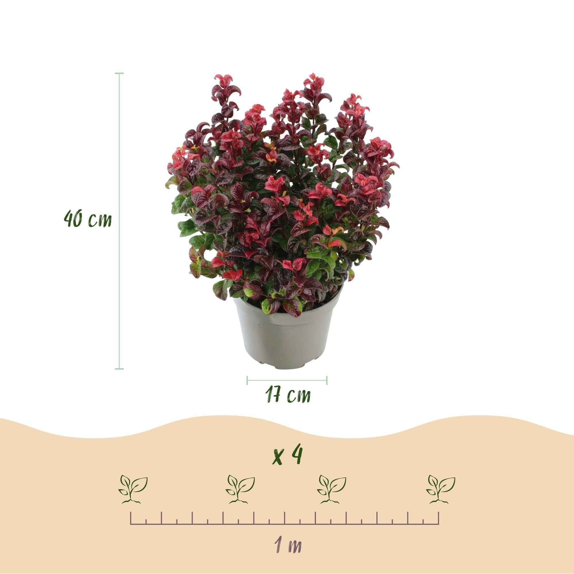 Image of Traubenheide Leucothoe Curly Gold – 17cm Höhe ca.40cm – Immergrün & farbintensiv – Goldgelbes lockiges Laub für Beet Balkon Terrasse – Pflegeleichter dekorativer Zierstrauch-2