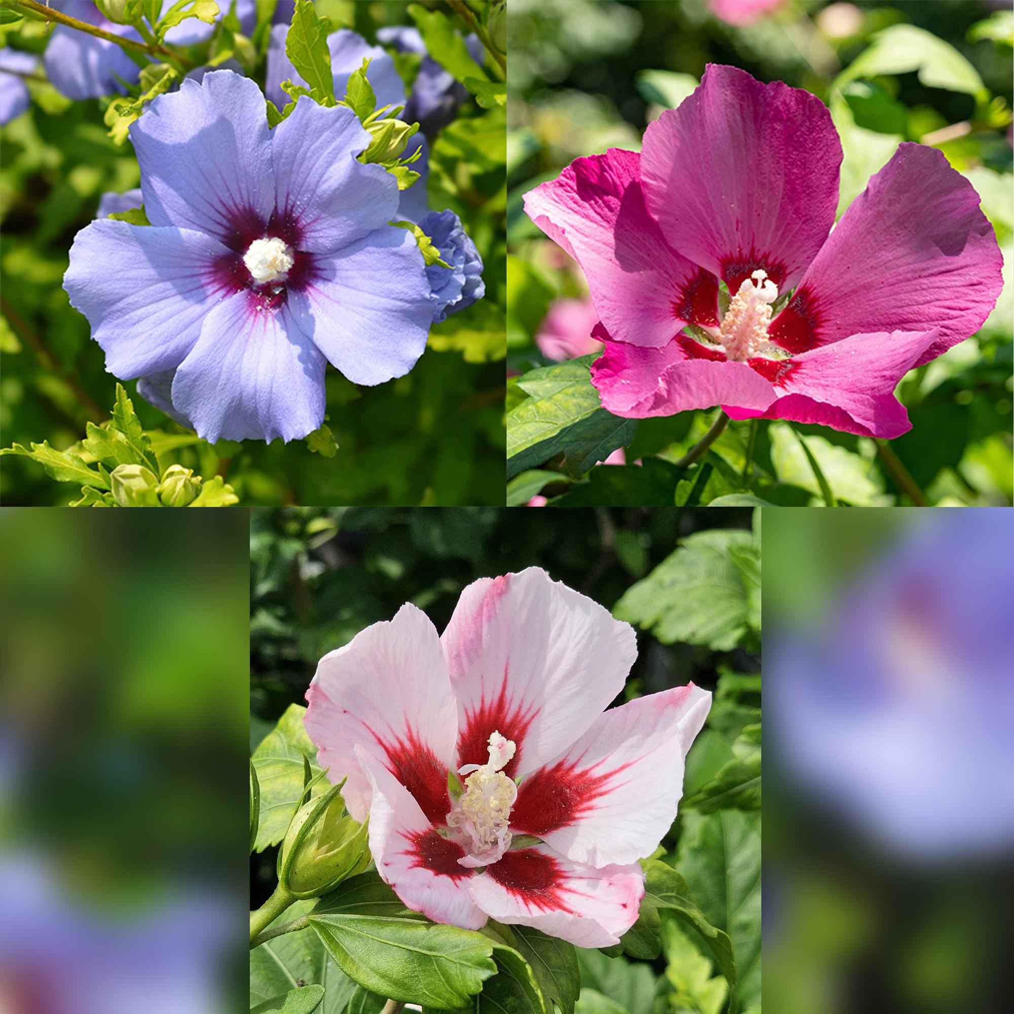 Image of Hibiscus syriacus Tricolour – Blühende Stamm – Pflanze mit dreifarbigen Blüten – Laubabwerfend & pflegeleicht – Ø19cm – Höhe ca. 90cm-0