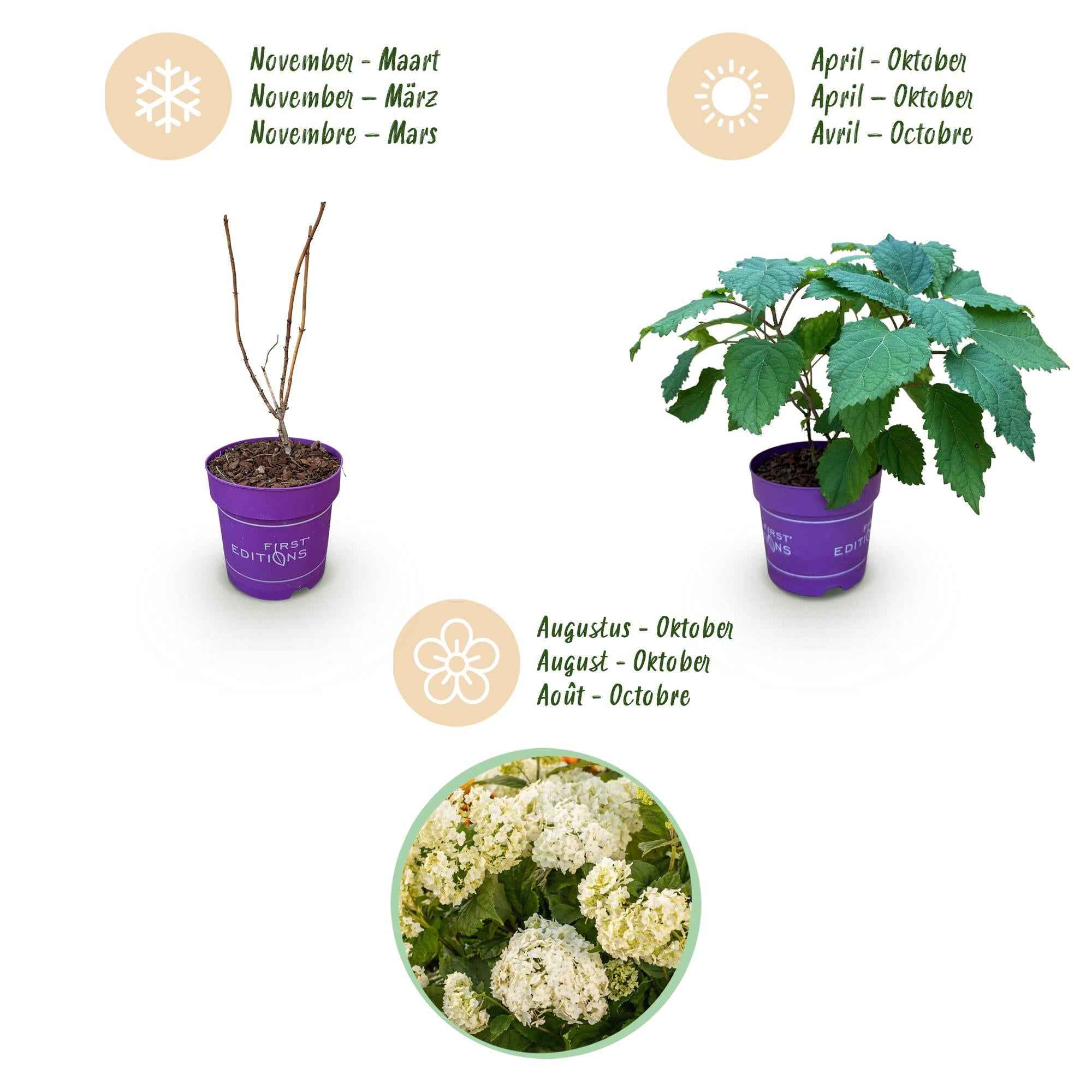 Image of Hortensie Hydrangea arborescens FlowerWOW winterhart weiß 20-30cm 14cm für Garten Balkon Terrasse Beet bienenfreundlich pflegeleicht blühender-4