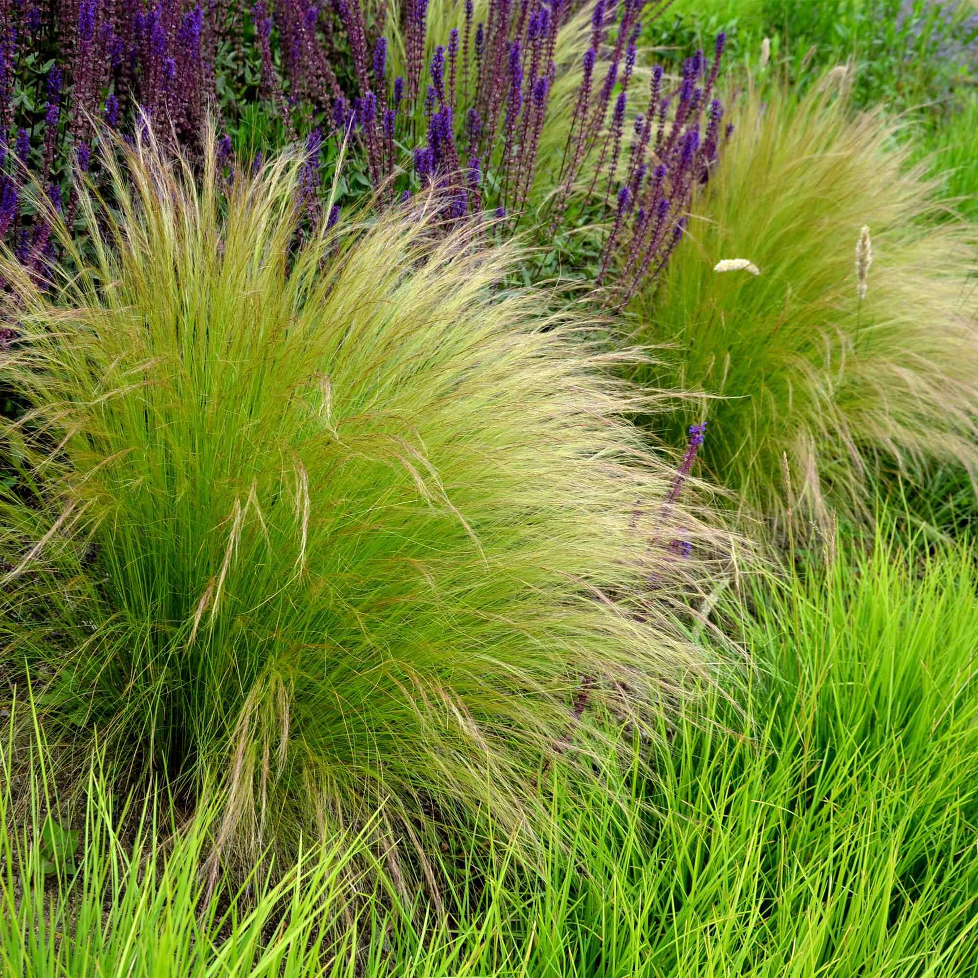 Image of Ziergras Federgras Stipa tenuifolia Pony Tails – Immergrün & winterhart – Höhe ca. 50cm – 17cm – Luftiges Ziergras für Beet & Kübel-1