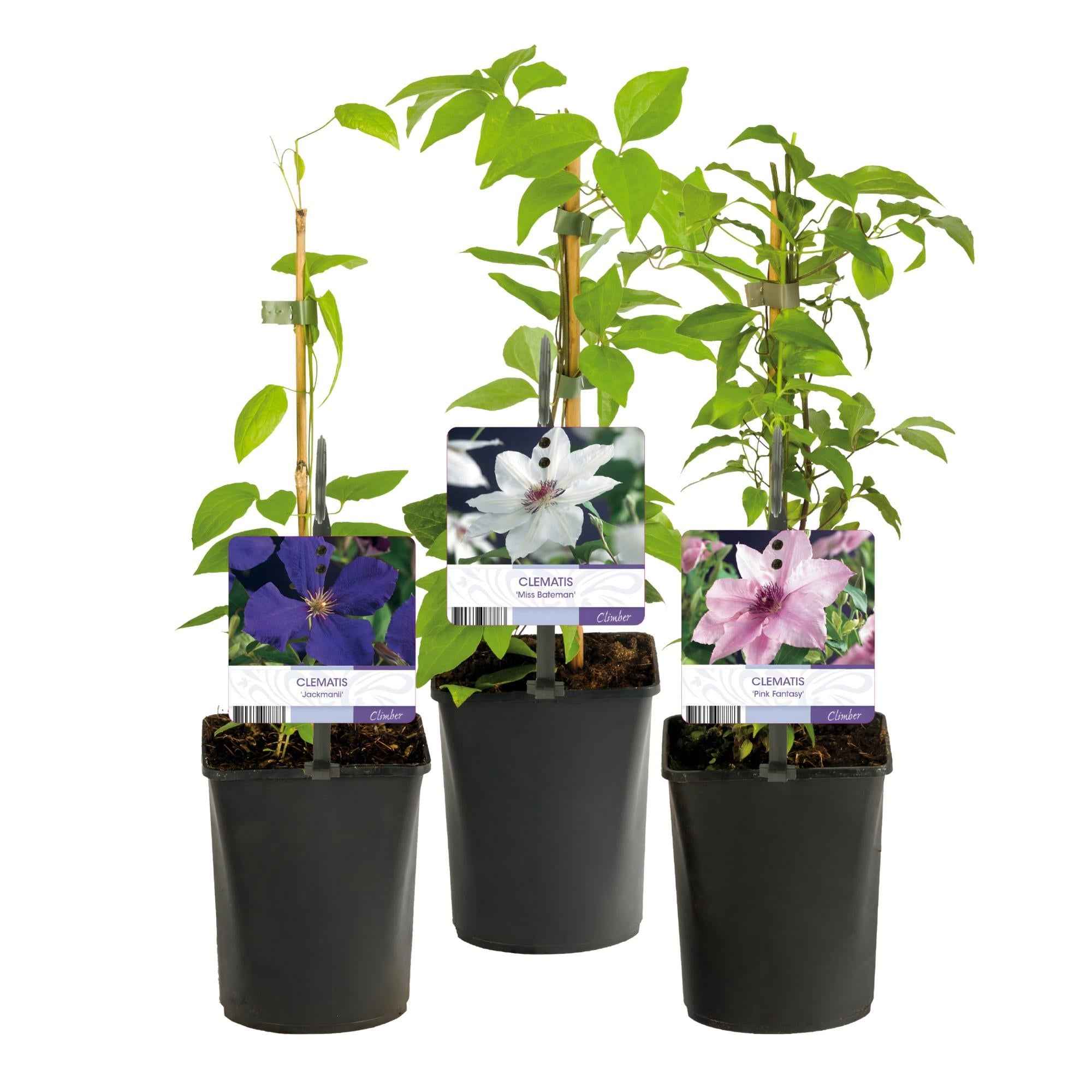 Image of Kletterpflanze Clematis Tricolour – Mehrfarbige Blüten Rosa Weiß Lila – Wenig Pflege – 3 Pflanzen – 11cm Höhe 40cm – Für Garten, Balkon & Pergolen-2