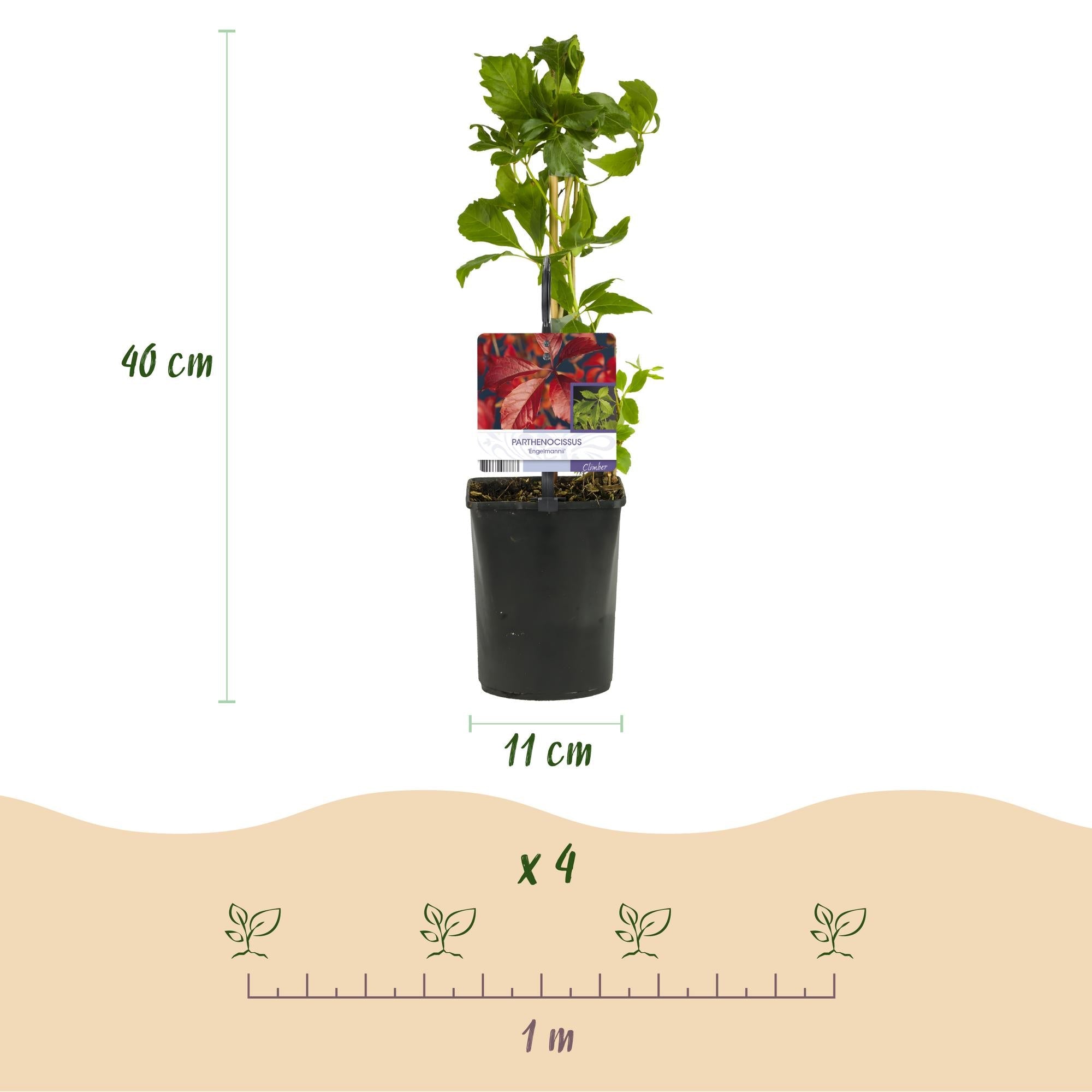 Image of Selbstklimmender Mauerwein Parthenocissus Engelmannii – Kletterpflanze mit grünen & roten Blättern – 2 Pflanzen – 11cm x H40cm – Pflegeleicht-3