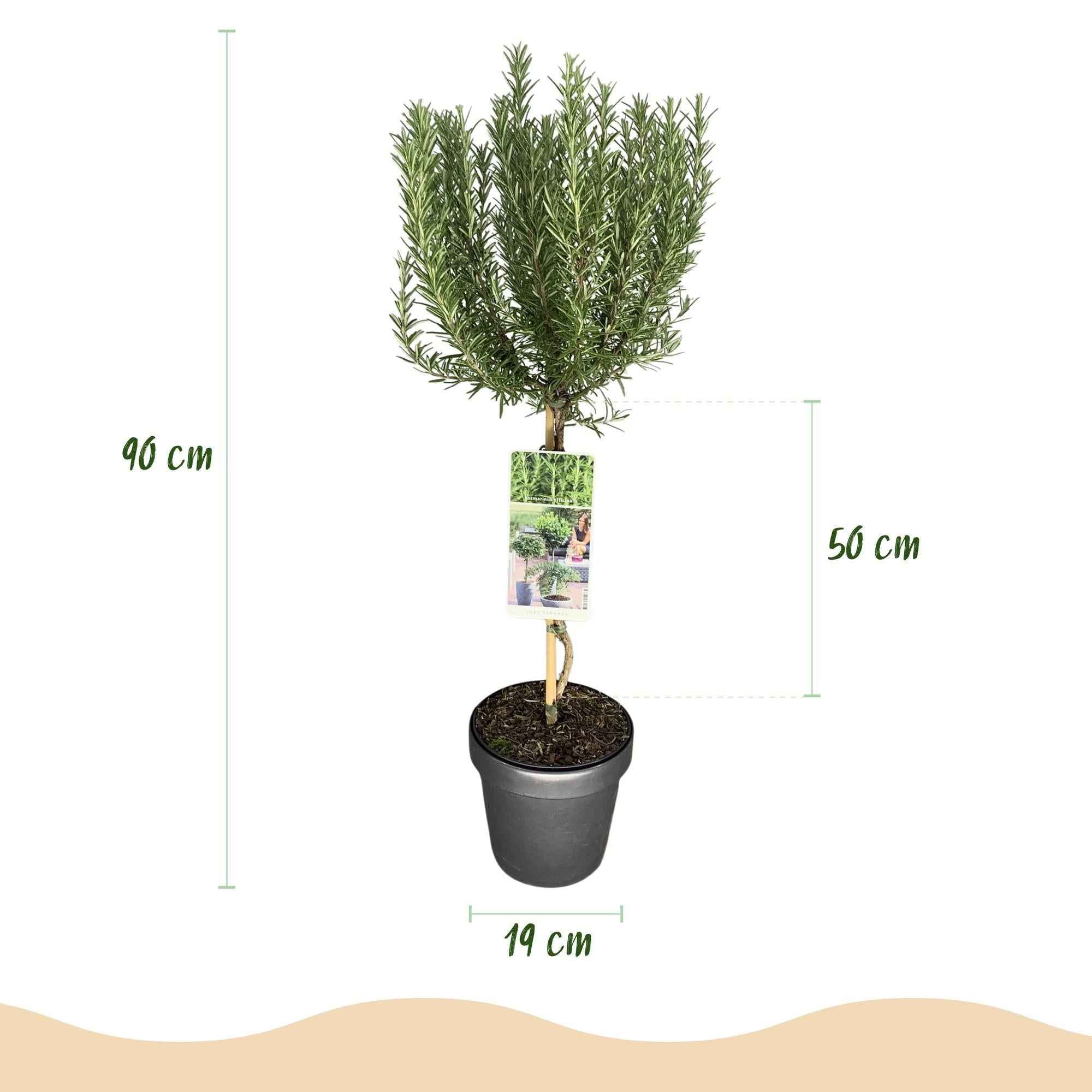 Image of Rosmarin Rosmarinus officinalis – 19cm Höhe ca.90cm – Immergrün & winterhart – Lila Blüte – Aromatische Kräuterpflanze-4