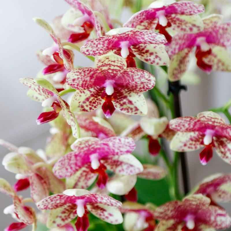 Image of Orange – Gelbe Phalaenopsis Orchidee – Grosseto – Ø9cm – Exotische Blühende Zimmerpflanze mit 2-3 kräftigen Trieben-1