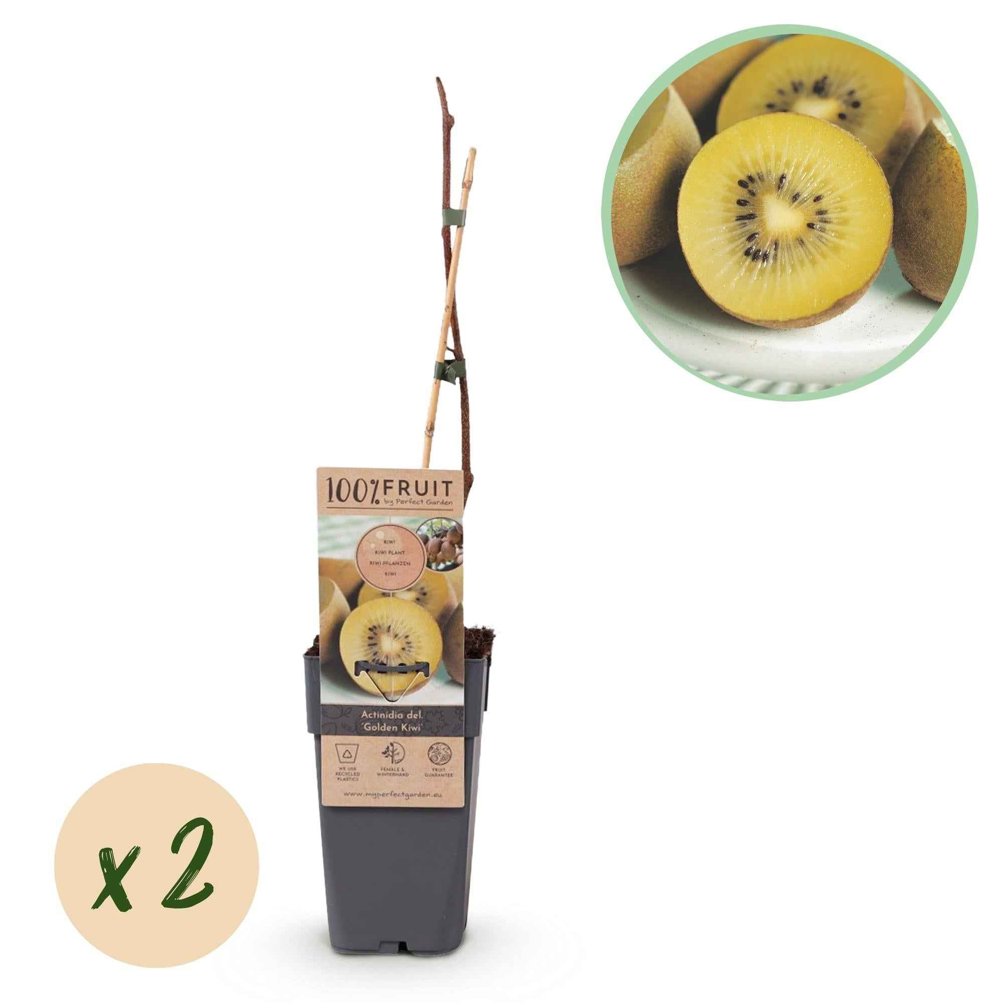 Image of Actinidia deliciosa Golden Kiwi – 2 Obstpflanzen – Süße gelbe Früchte – Ø15cm Höhe 50cm – Einfach zu pflegen & vitaminreich