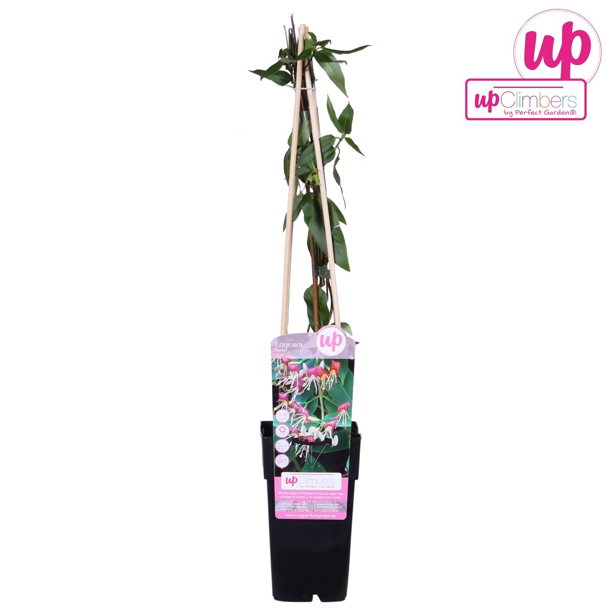 Image of Geißblatt – Lonicera henryi – Immergrüne Kletterpflanze – Ø15cm – Höhe 65cm – Duftende Blüten für Garten, Terrasse & Balkon-3