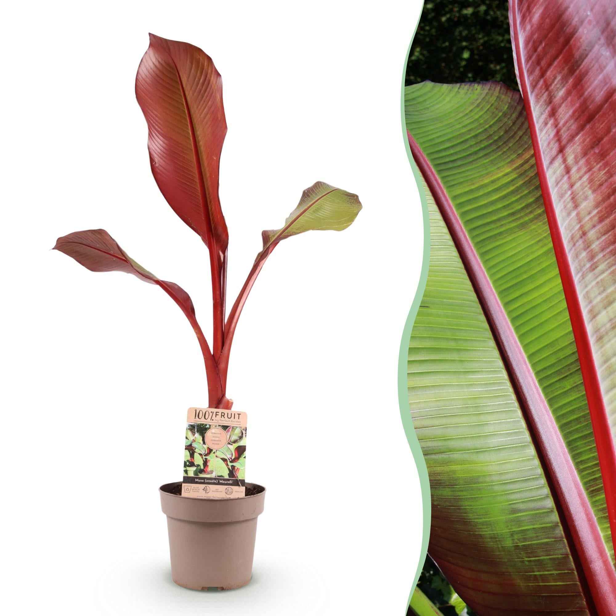 Image of Musa Ensete Maurelli – Rote Zierbanane – Tropische Bananenpflanze mit rot-grünen Blättern – Topf 21cm ↕70-90cm-0