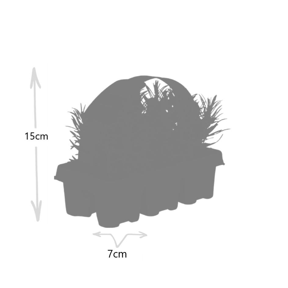 Image of Echter Lavendel – Lavendel angustifolia – 6 Pflanzen – Ø7cm, ↕15cm – Duftend, Pflegeleicht & Winterhart – Für Garten, Balkon & Terrasse-3