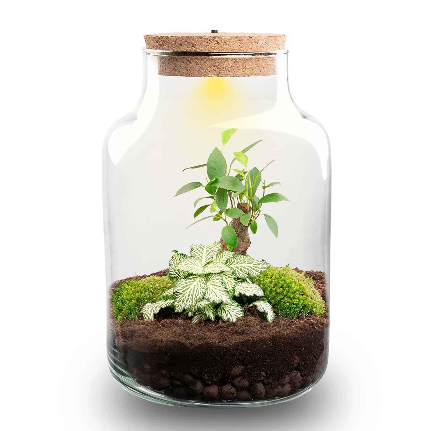 Image of Flaschengarten DIY Bausatz – Terrarium Little Milky mit LED – Kork – Ø17cm x H25cm – Selbstversorgendes Mini – Ökosystem-0