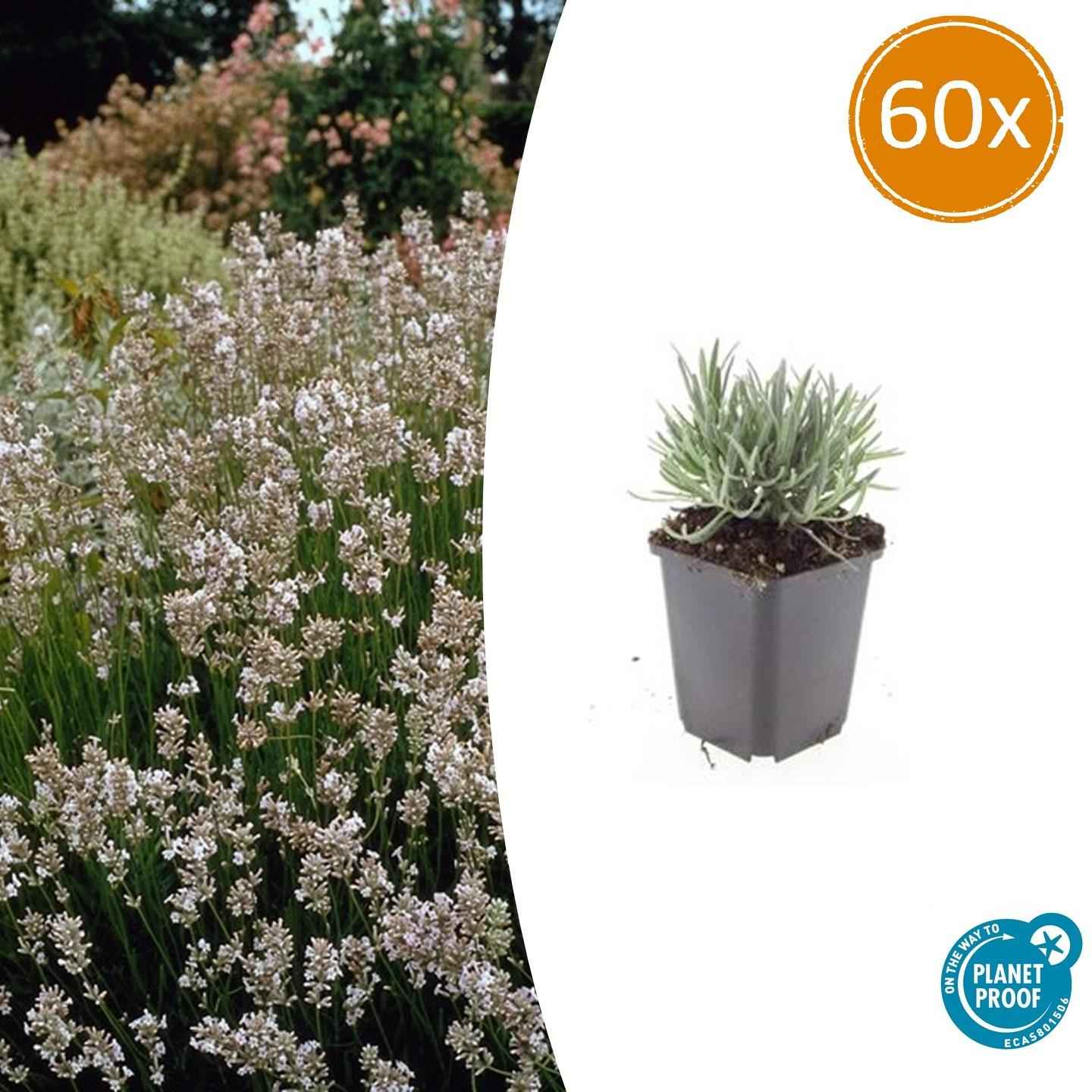 Image of Weißer Lavendel Lavandula int. ‘Edelweiss’ – ↕10-25cm – Ø9cm – 60 Pflanzen – Winterhart & pflegeleicht – Duftende Blüten