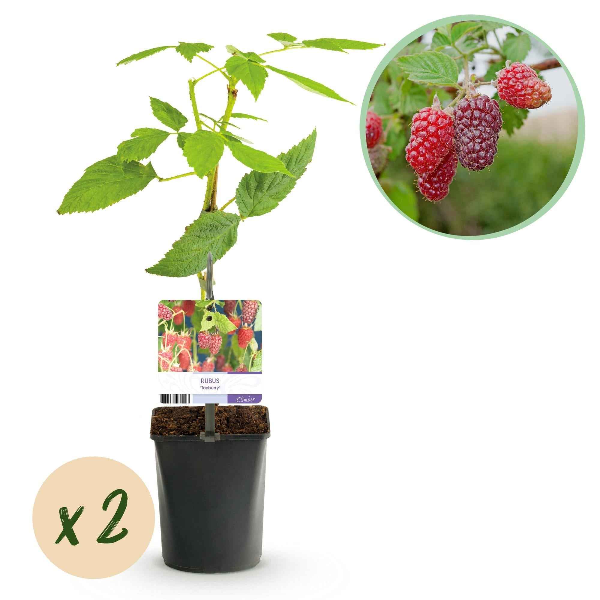 Image of Tayberry Rubus 2er Set, Obstpflanze als Kreuzung aus Himbeere und Brombeere, süße aromatische Beeren, Ø11cm, 40cm hoch, für Garten, Naschgarten,-1