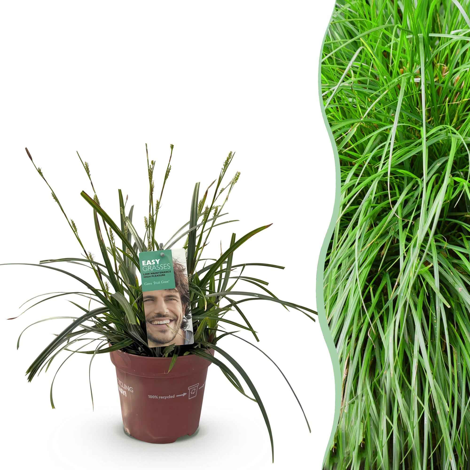 Image of Ziergras Segge Carex oshimensis Intense Green – Intensiv Grün – Immergrün & winterhart – Höhe ca. 50cm – 17cm