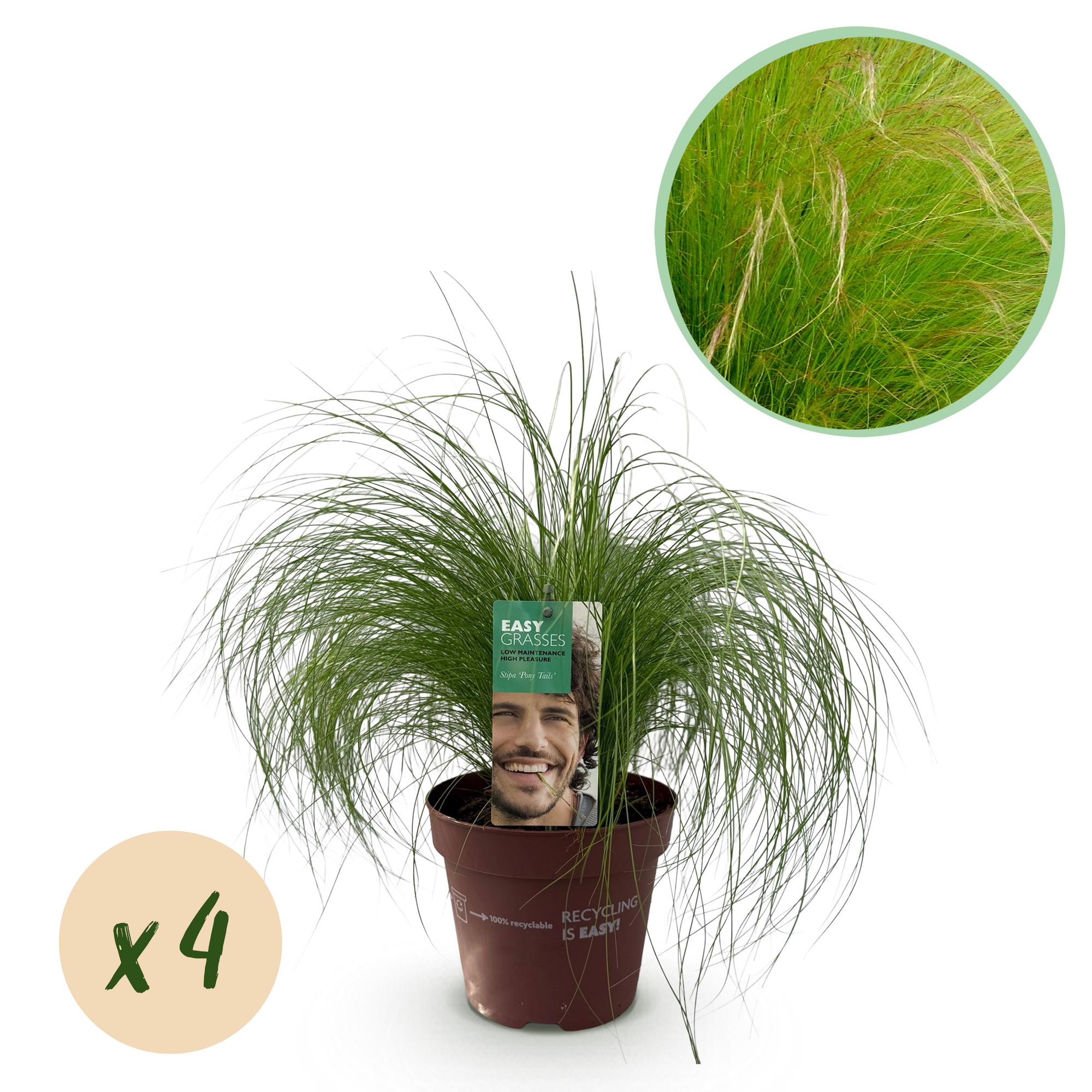 Image of Zartes Federgras Stipa tenuifolia Pony Tails – 2 Pflanzen – Ø17cm – Immergrün, pflegeleicht & trockenheitsresistent – Höhe ca. 50cm-5
