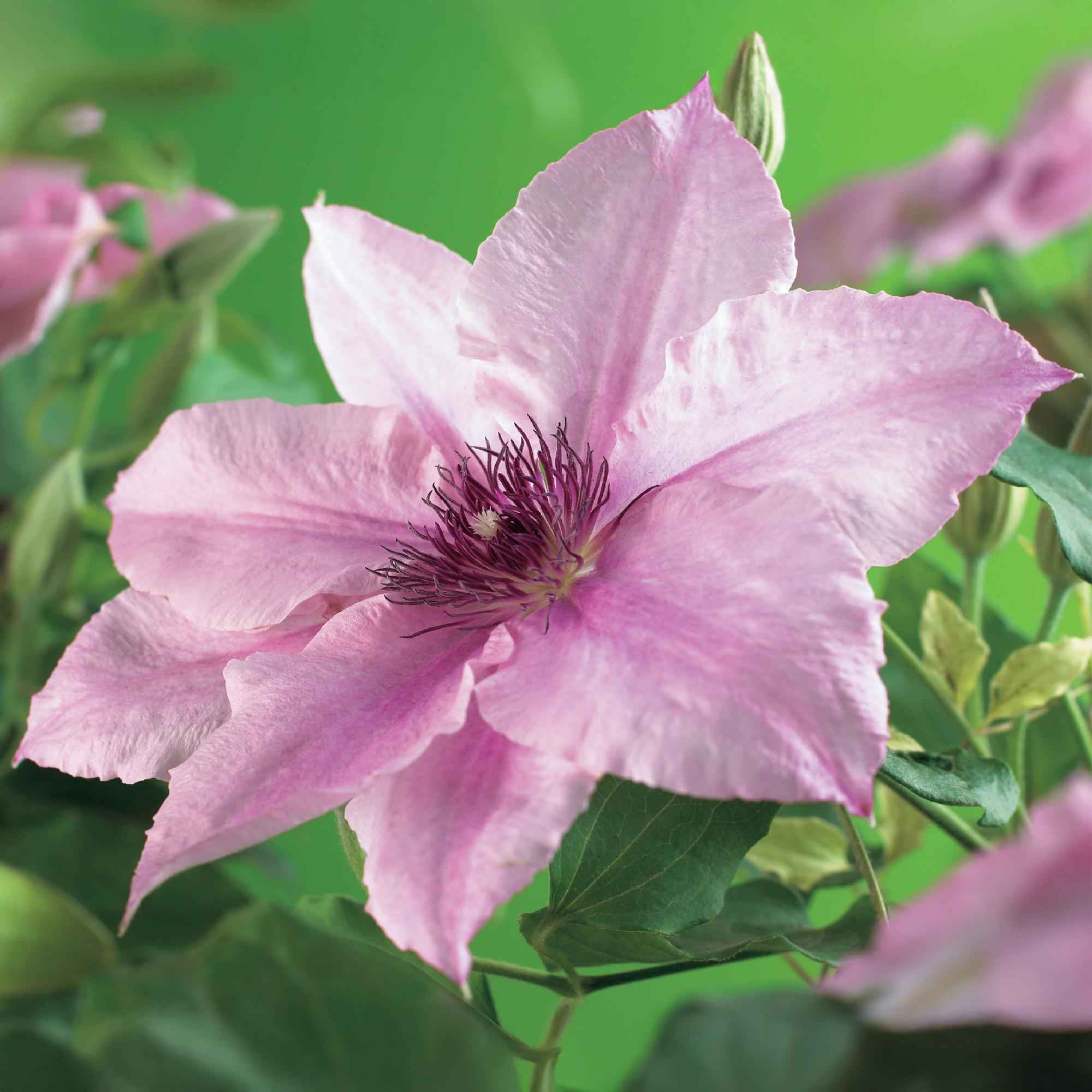 Image of Kletterpflanze Clematis Pink Fantasy – Rosa Blüten – Wenig Pflege – 2 Pflanzen – 11cm Höhe 40cm – Für Garten, Terrasse & Pergolen-0