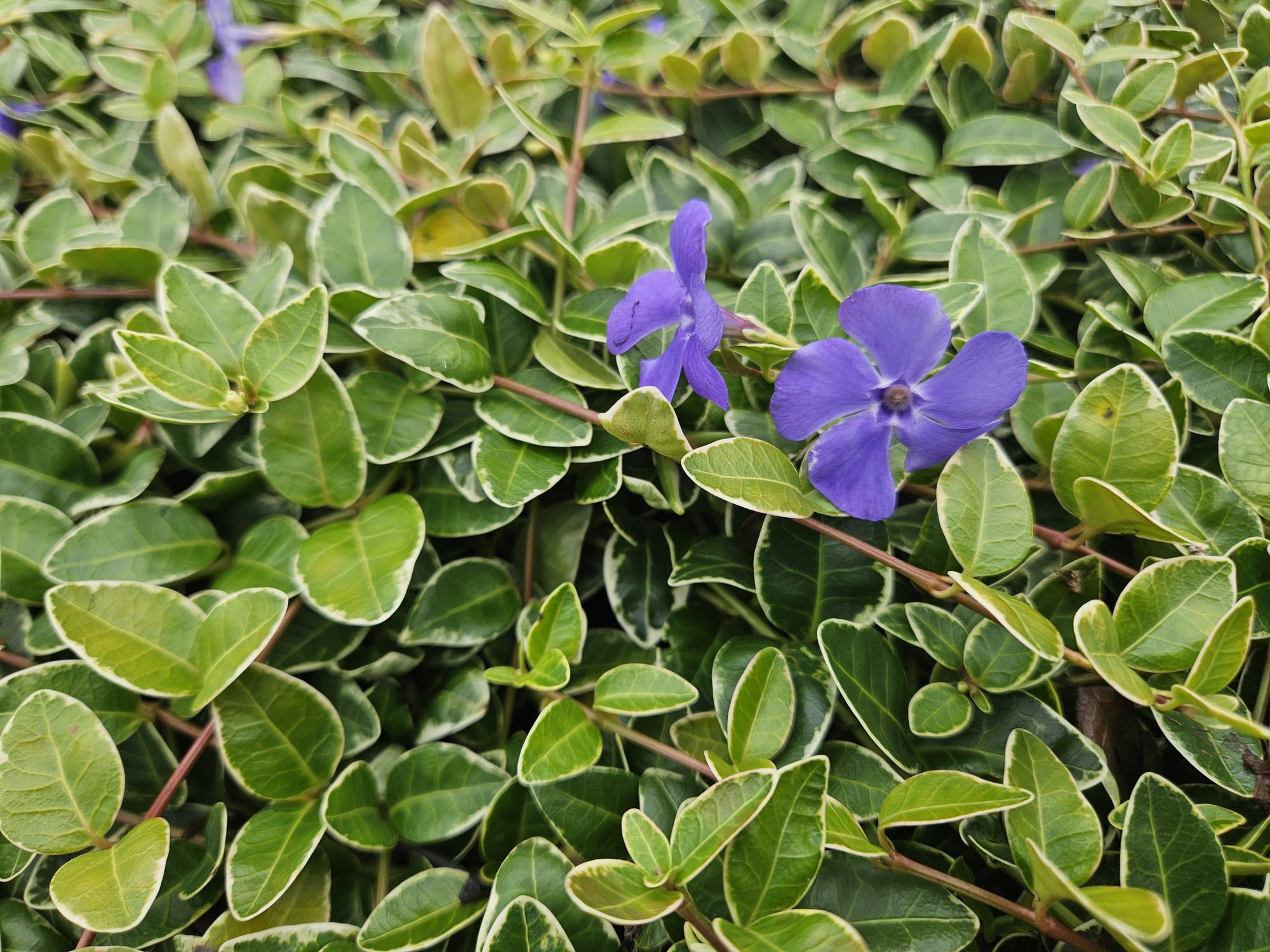 Image of Kleinblättriges weißbuntes Immergrün Vinca minor 'Argenteovariegata' – ↕10-25cm – Ø9cm – 6 Pflanzen – Bodendecker – Violette Blüten – Wintergrün-8