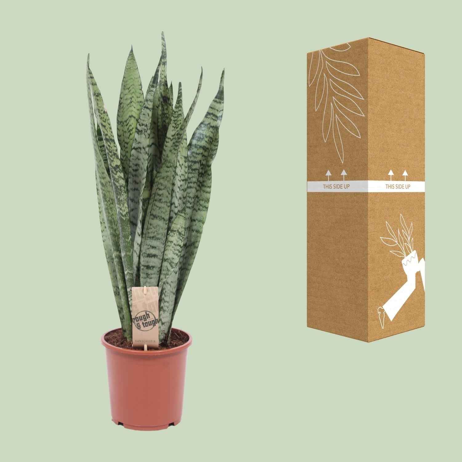 Image of Bogenhanf Sansevieria Zeylanica – 70cm Ø17cm – Pflegeleichte Schwiegermutterzunge mit schlanken Blättern – Robuste Grünpflanze