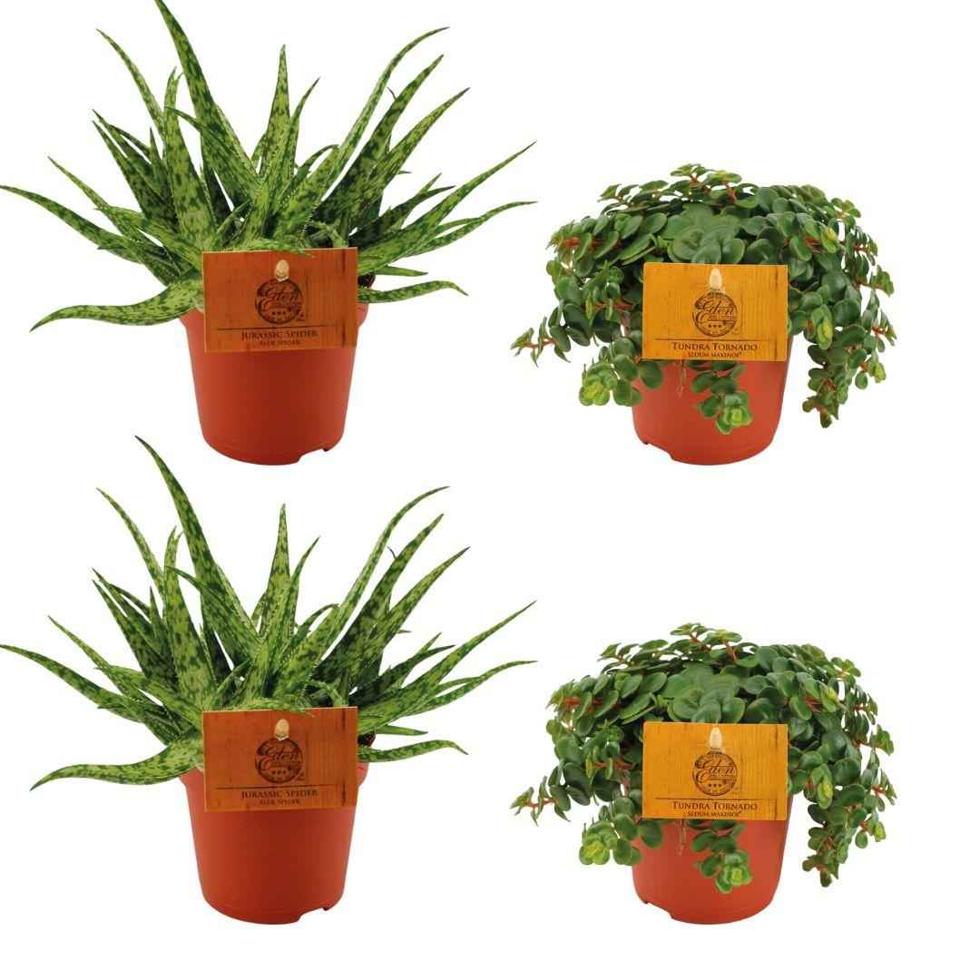 Image of Zimmerpflanzen-Set – 2× Aloe Spider & 2× Sedum Tornado – Sukkulenten – Ø10.5cm – ↕10cm – Pflegeleichtes 4er-Set für helle Innenräume & Fensterbänke-0