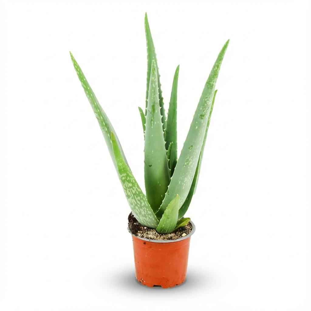 Image of Aloe Vera Zimmerpflanze Ø10,5cm Höhe35-40cm – Pflegeleichte Sukkulente mit fleischigen Blättern – Sonnenliebende Pflanze für Wohnraum & Büro-0