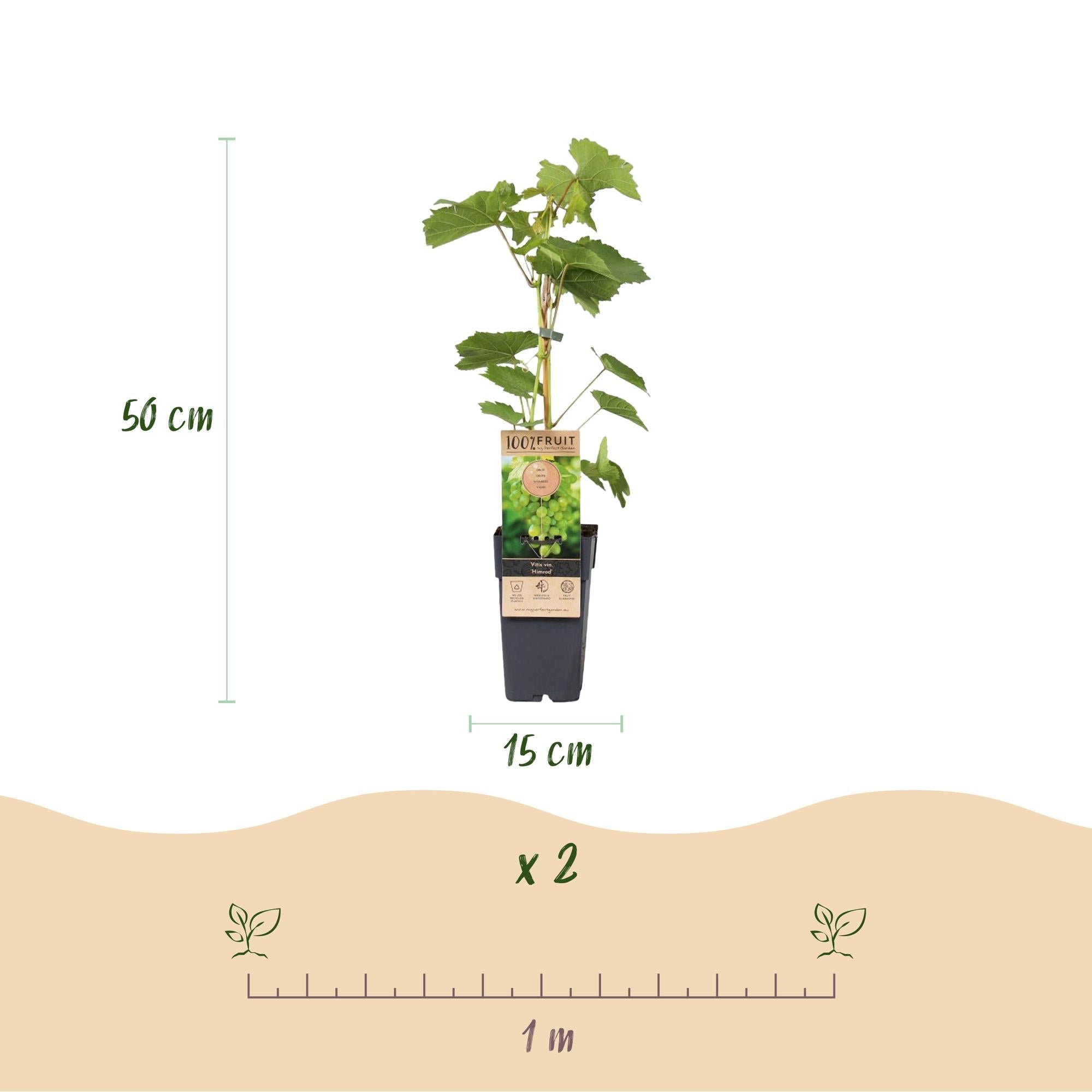 Image of Weinrebe – Weiße Traube – Vitis vinifera Himrod – Obstpflanze – Kernlos – 2 Pflanzen – 15cm – Höhe ca. 50cm-2