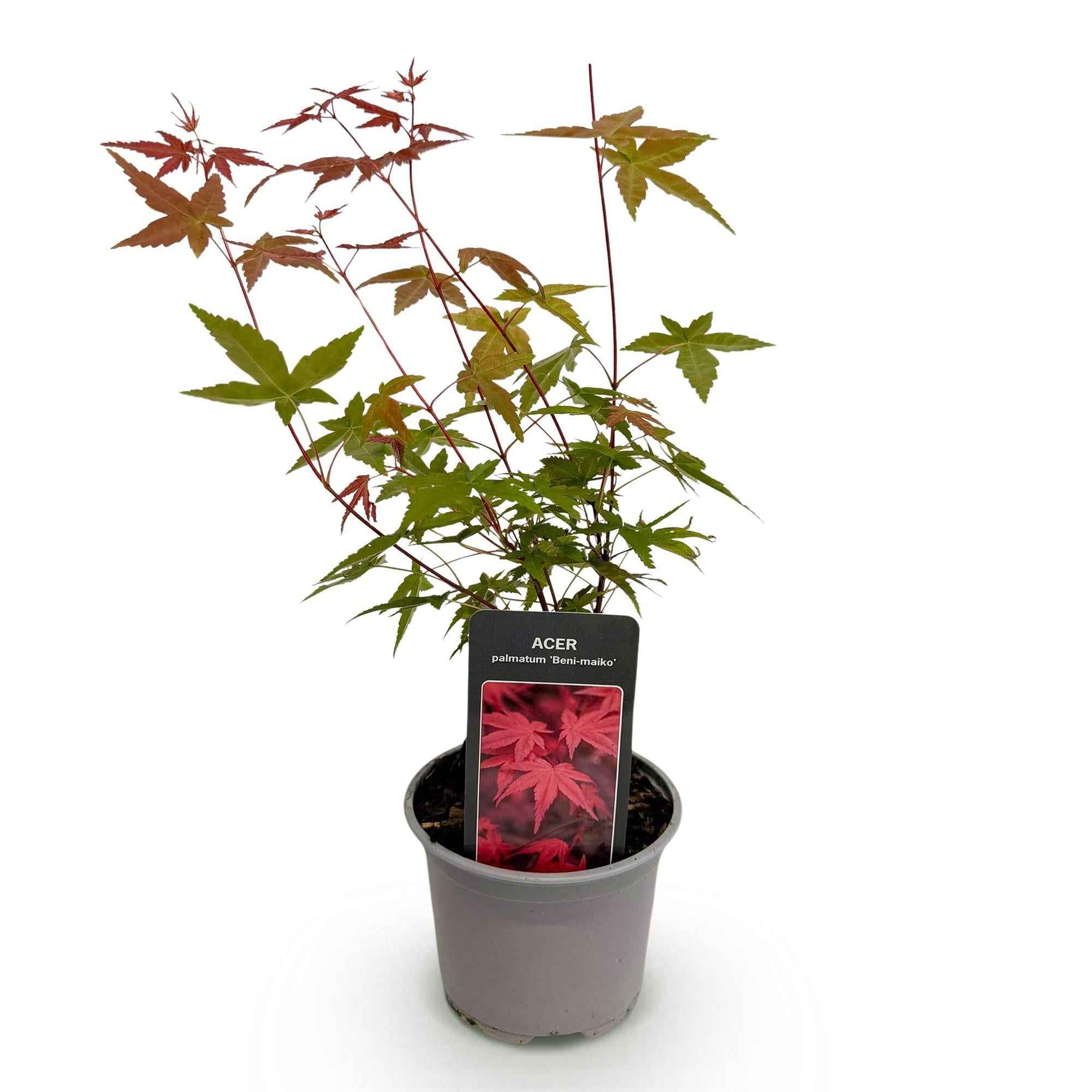 Image of Ahorn Acer palmatum Beni – maiko – 12cm Höhe ca.35cm – Rotes Laub im Frühling & Zierschimmer – Laubabwerfend & pflegeleicht-1