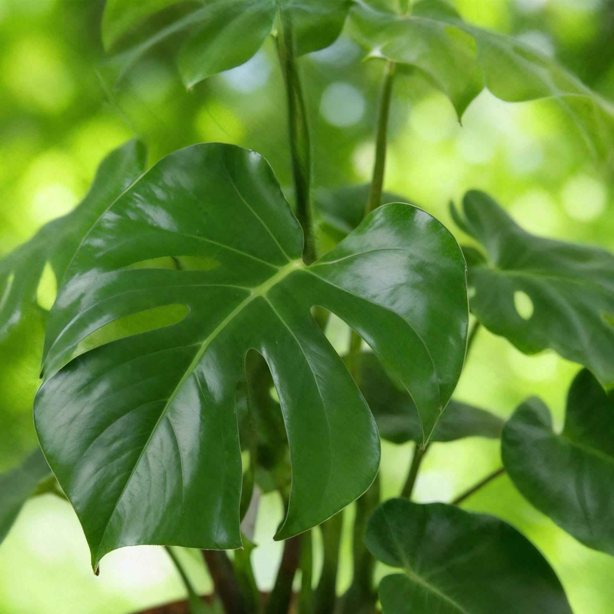 Image of Monstera Deliciosa – 70-80cm – 21cm inkl. Naturkorb – Pflegeleichtes Fensterblatt-4