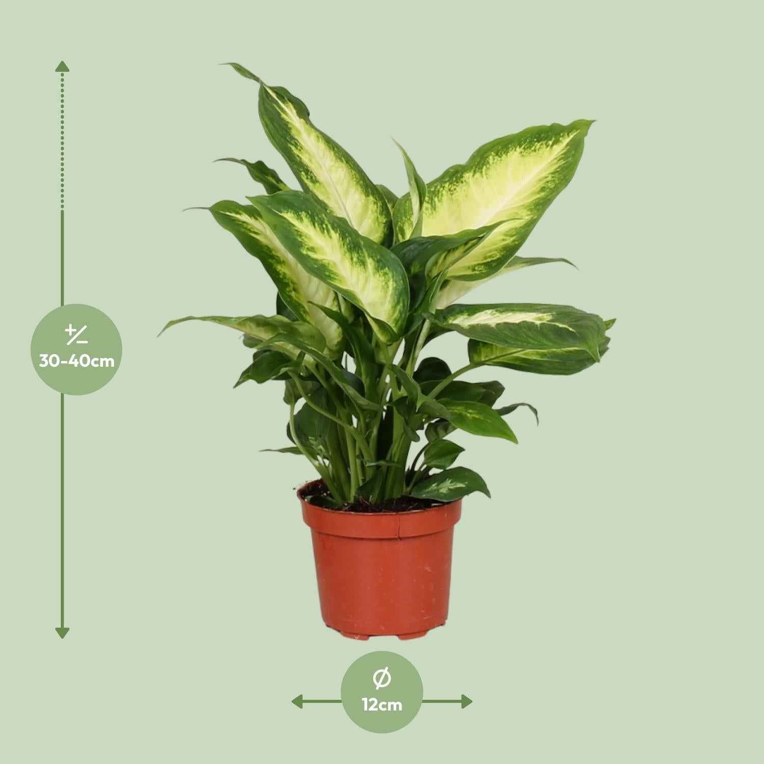 Image of Dieffenbachie Camilla – Zimmerpflanze – Ø12cm – ↕35cm – Pflegeleichte Blattpflanze mit gemustertem Laub – Für Halbschatten geeignet