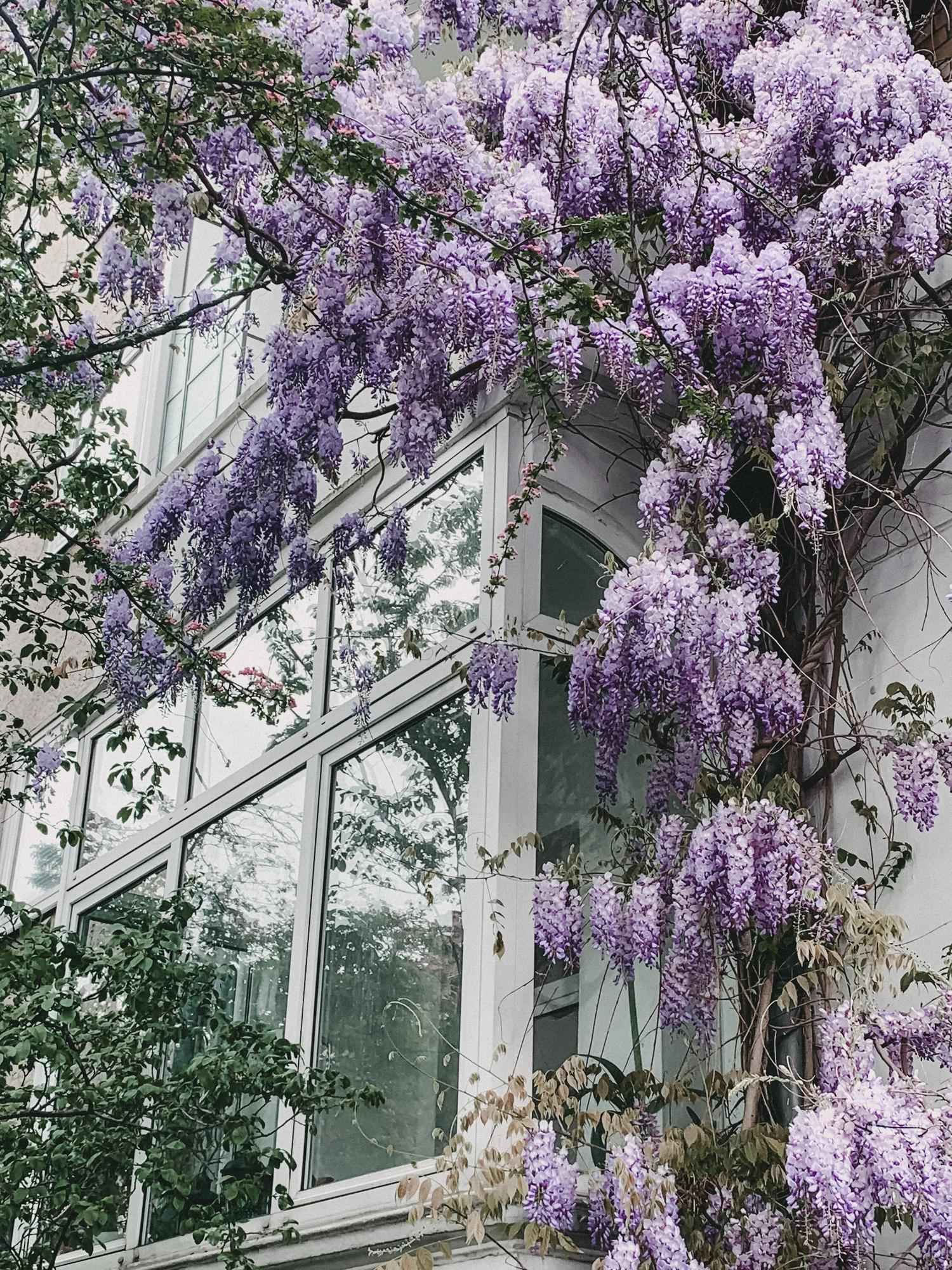 Image of Blauregen – Wisteria floribunda 'Naga Noda' – Purpurner Regen – Ø15cm ↕65cm