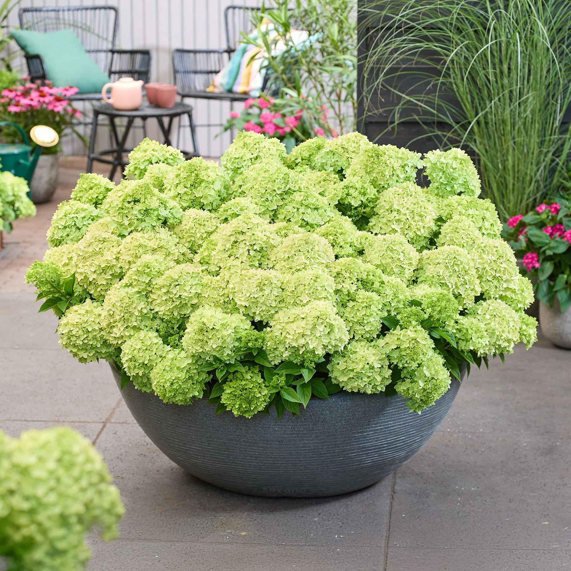 Image of Rispenhortensie Hydrangea paniculata Groundbreaker Greeny winterhart creme 20cm 14cm für Garten Balkon Terrasse Beet bienenfreundlich pflegeleicht-4