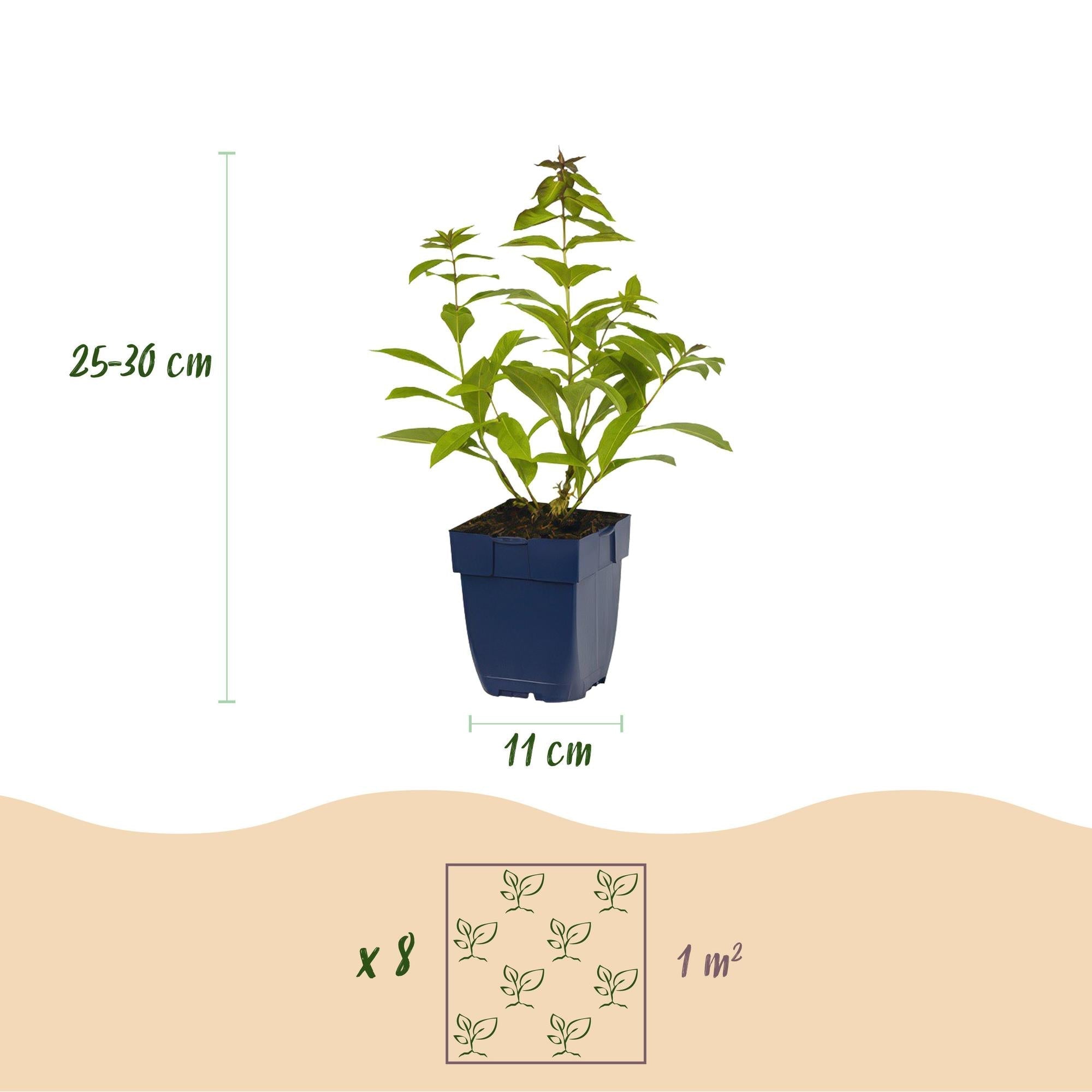 Image of Staudenset – Duftend – 6 verschiedene Duftstauden – Für 1 m² Beet – Bienenfreundlich – Pflegeleicht – Blüten in verschiedenen Farben – Ø11cm-2