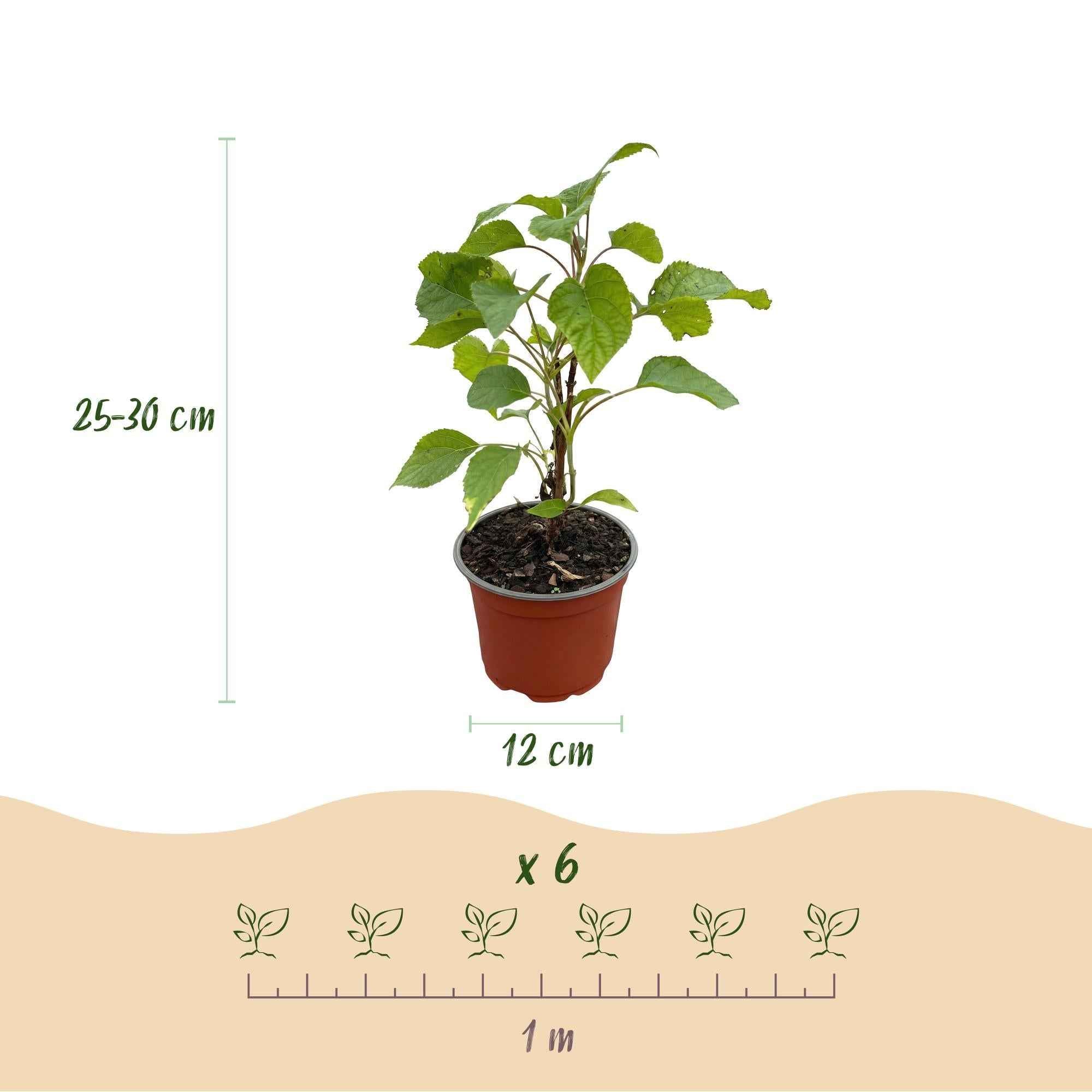 Image of Hortensie Hydrangea arborescens Annabelle winterhart weiß 20-30cm im 12cm Topf für Garten Beet Balkon Terrasse bienenfreundlich pflegeleicht-3