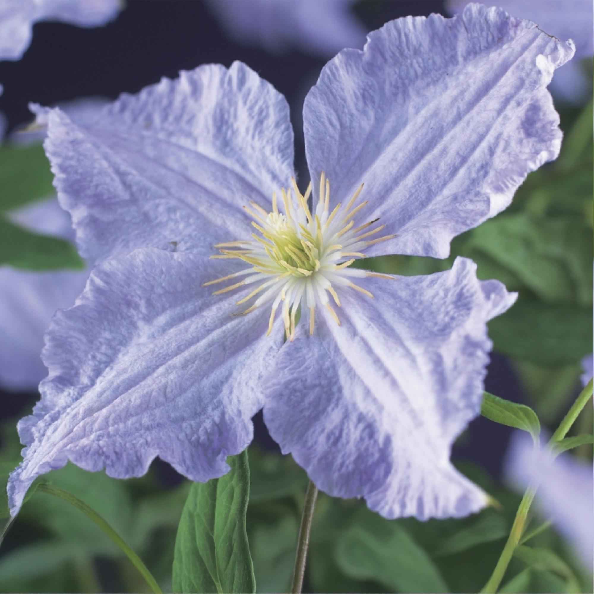 Image of Clematis 'Blue Angel' – 2er Set – Kletterpflanze mit hellblauen Blüten – Ø11cm – Höhe ca. 40cm – Pflegeleicht – Blüht Frühling bis Sommer-2