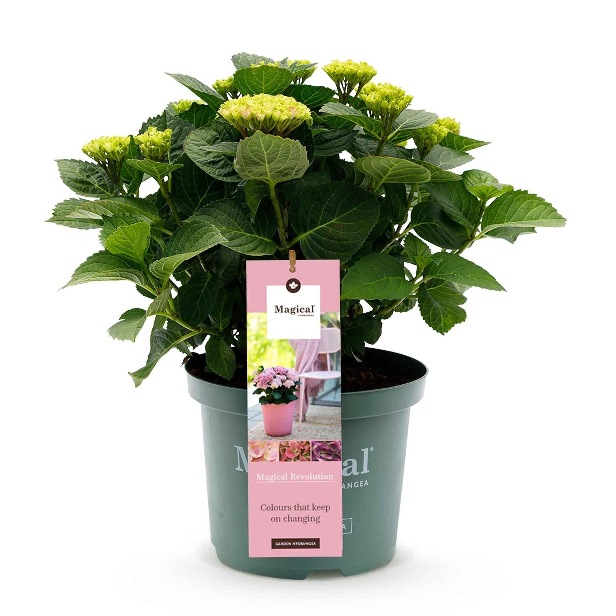 Image of Hortensie Magical Revolution Pink – Rosa – Hydrangea macrophylla – 23cm – Ca. 55cm hoch – 6-10 Blüten – Für Balkon, Terrasse & Beet-1