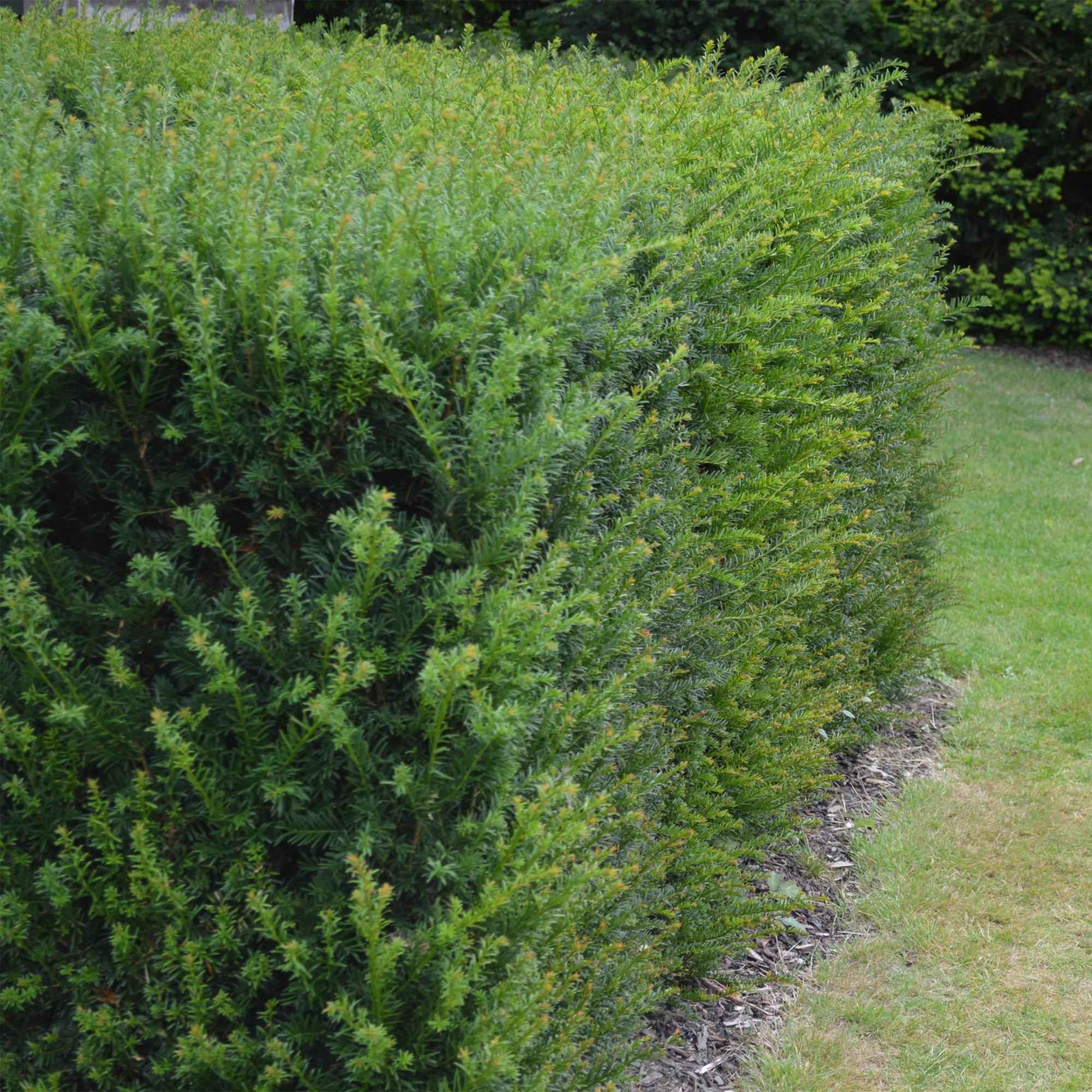 Image of Europäische Eibe Taxus baccata – Immergrün – Heckenpflanze – 6 Pflanzen – 17cm x H60cm – pflegeleicht-1