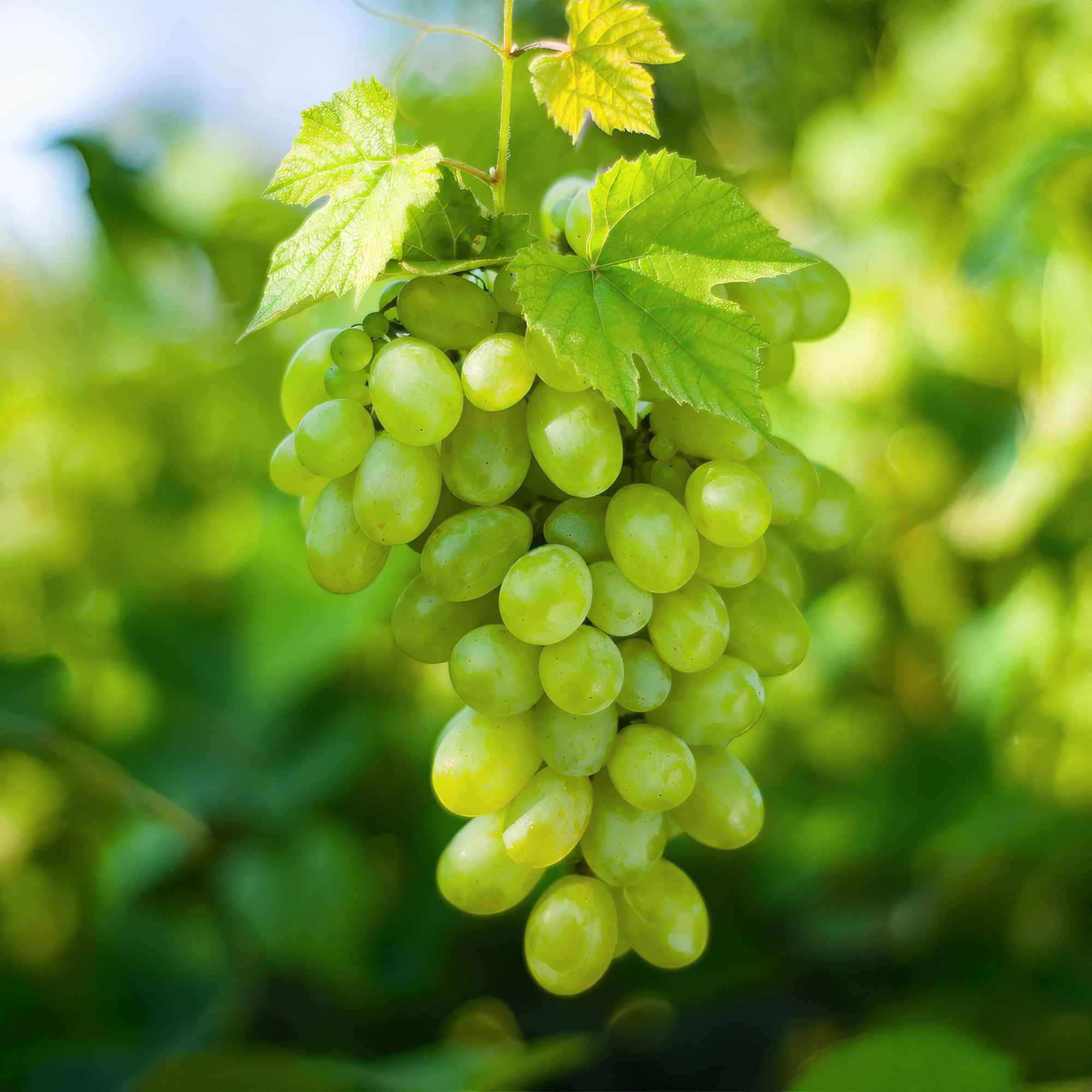 Image of Weinrebe – Weiße Traube – Vitis vinifera Himrod – Obstpflanze – Kernlos – 2 Pflanzen – 15cm – Höhe ca. 50cm-3