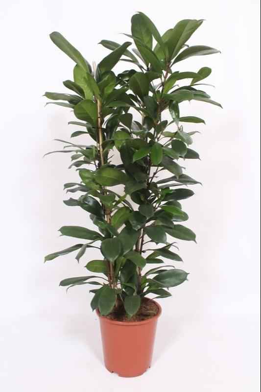 Image of Feigenbaum – Ficus Cyathistipula – Zimmerpflanze – Ø27cm ↕120cm – Herzförmige Blätter – Rote Früchte – Pflegeleicht-0