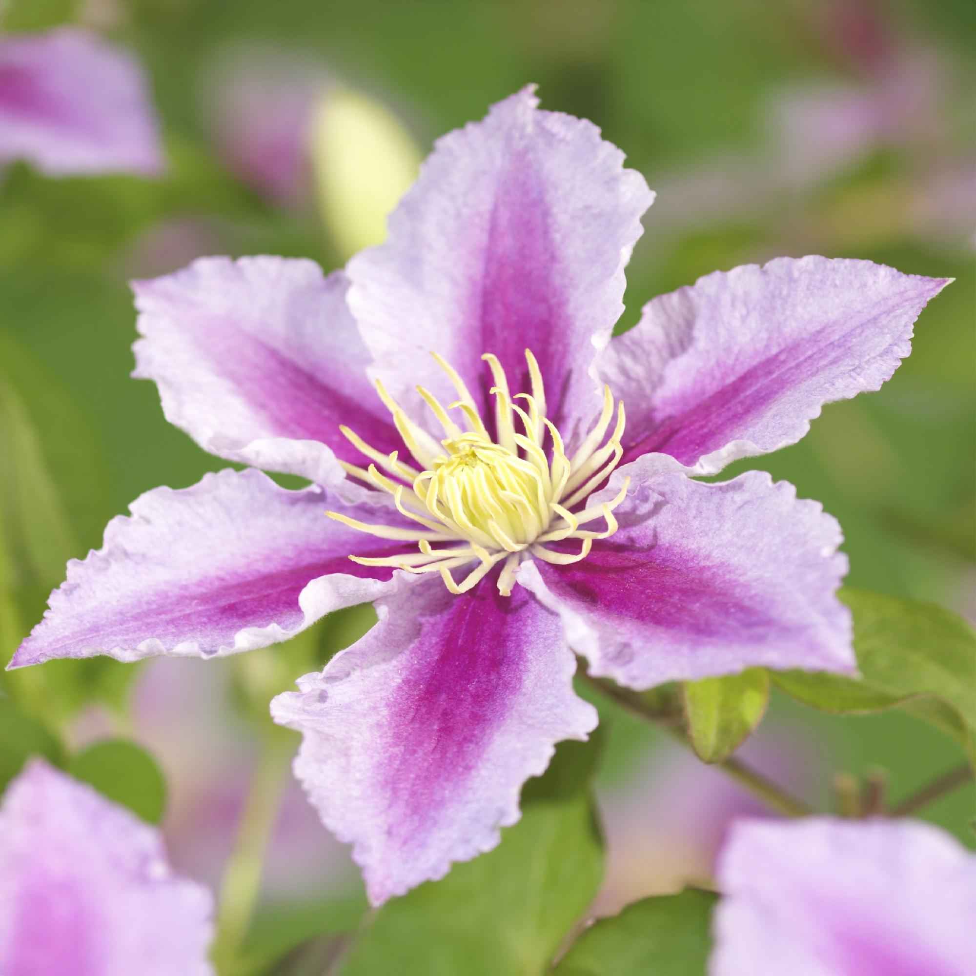 Image of Kletterpflanze – Clematis Piilu – Rosa Blüten – 2 Pflanzen – 11cm – Höhe 40cm – Blüte Mai – September – Pflegeleicht & bienenfreundlich-0